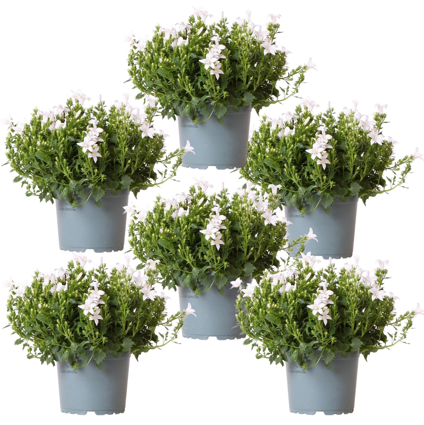 Campanula Addenda - Glockenblume weiß Topfgröße 12cm - 1m2 Bodendecker - 6 Pflanzen - Ambella weiß - Gartenpflanzen - winterhart