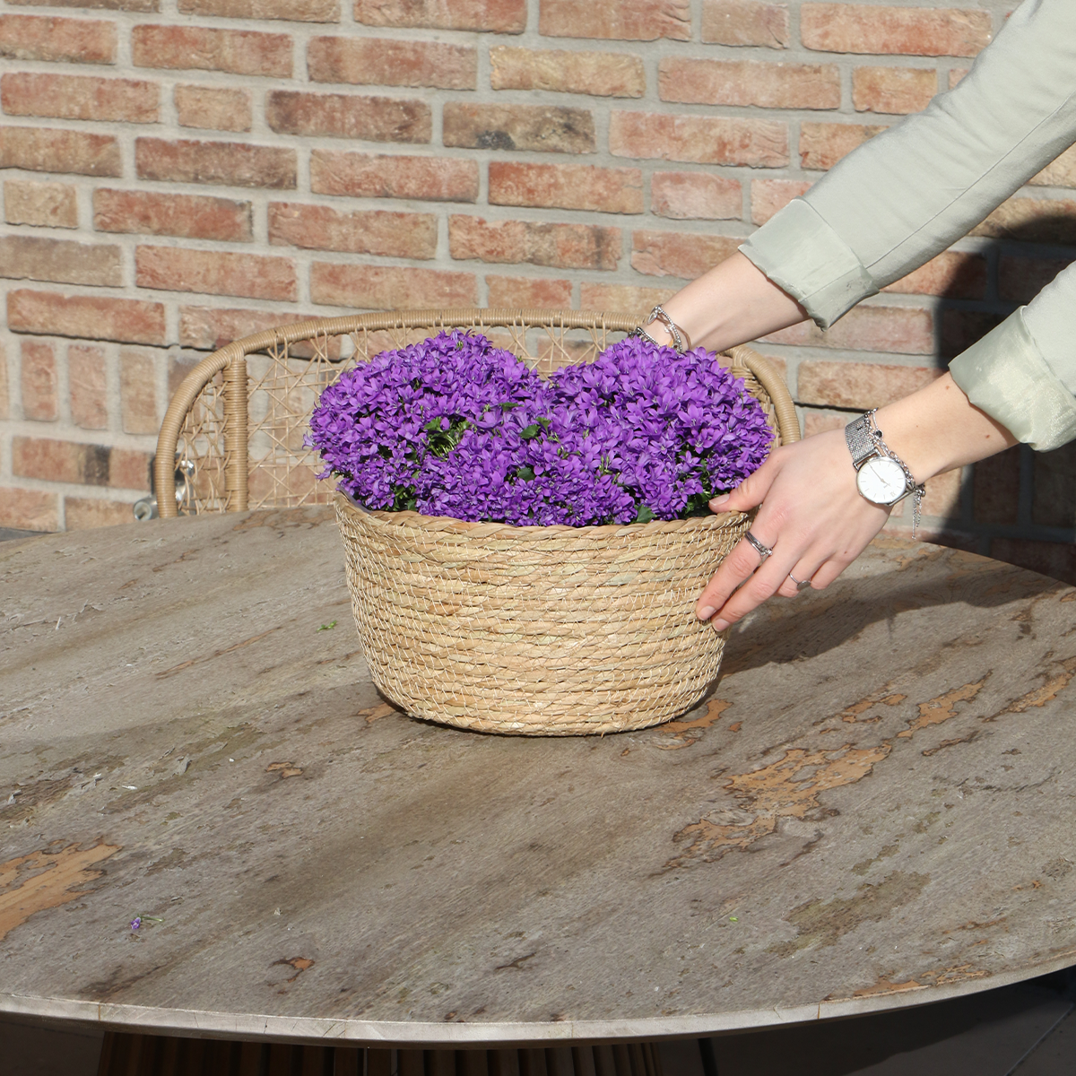 Campanula Addenda Ambella Intense purple - Weidenschale mit Campanula mit Bewässerungssystem - 3 Stück - Glockenblume lila - Topfgröße 12cm - indoor & outdoor