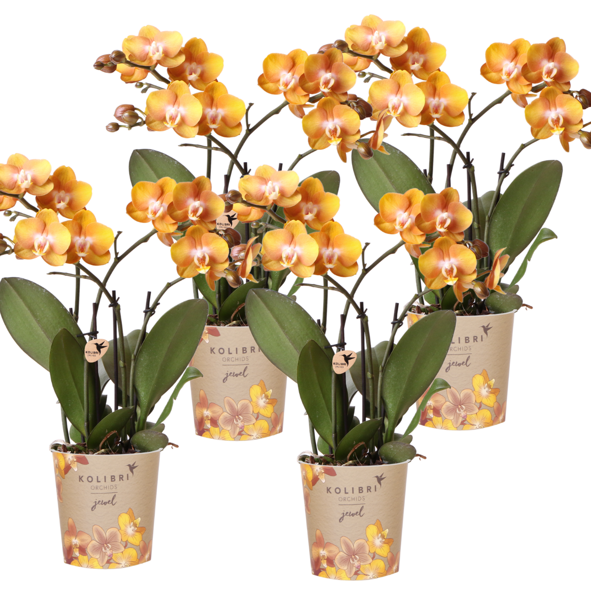 Kolibri Orchids | KOMBI ANGEBOT von 4 Phalaenopsis-Orchideen - Las Vegas - Topfgröße Ø12cm | blühende Zimmerpflanze - frisch vom Züchter