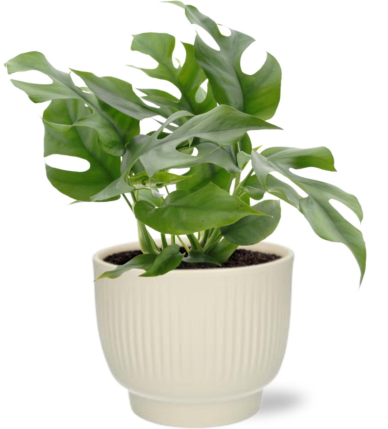 Monstera Minima - Ø12cm - ↕25cm + Potenza Rib Pot D13x11cm - Weiß