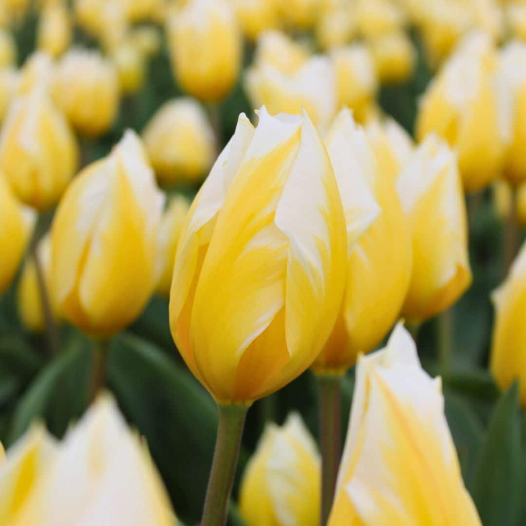 Flowerbulbs Amsterdam - Sweetheart - 15 Blumenzwiebeln - Gr��e 12+