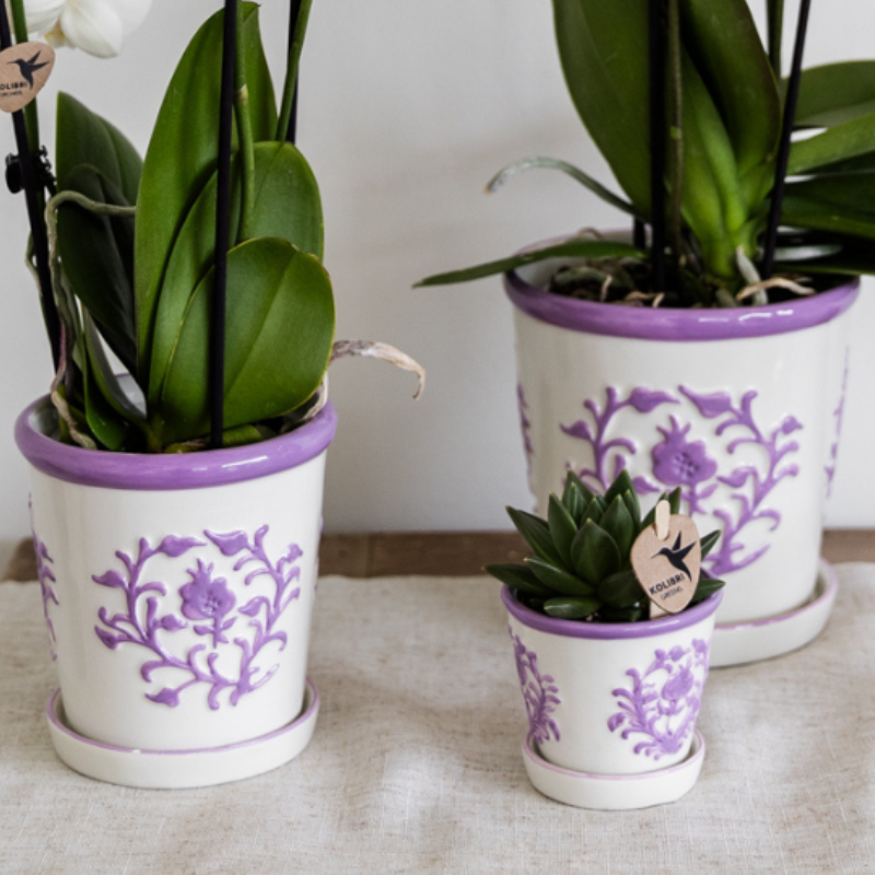 Kolibri Orchids | Lila Orchidee Vienna + Malaga Ziertopf Lila - Topfgröße Ø9cm | Blühende Zimmerpflanze - Frisch vom Züchter