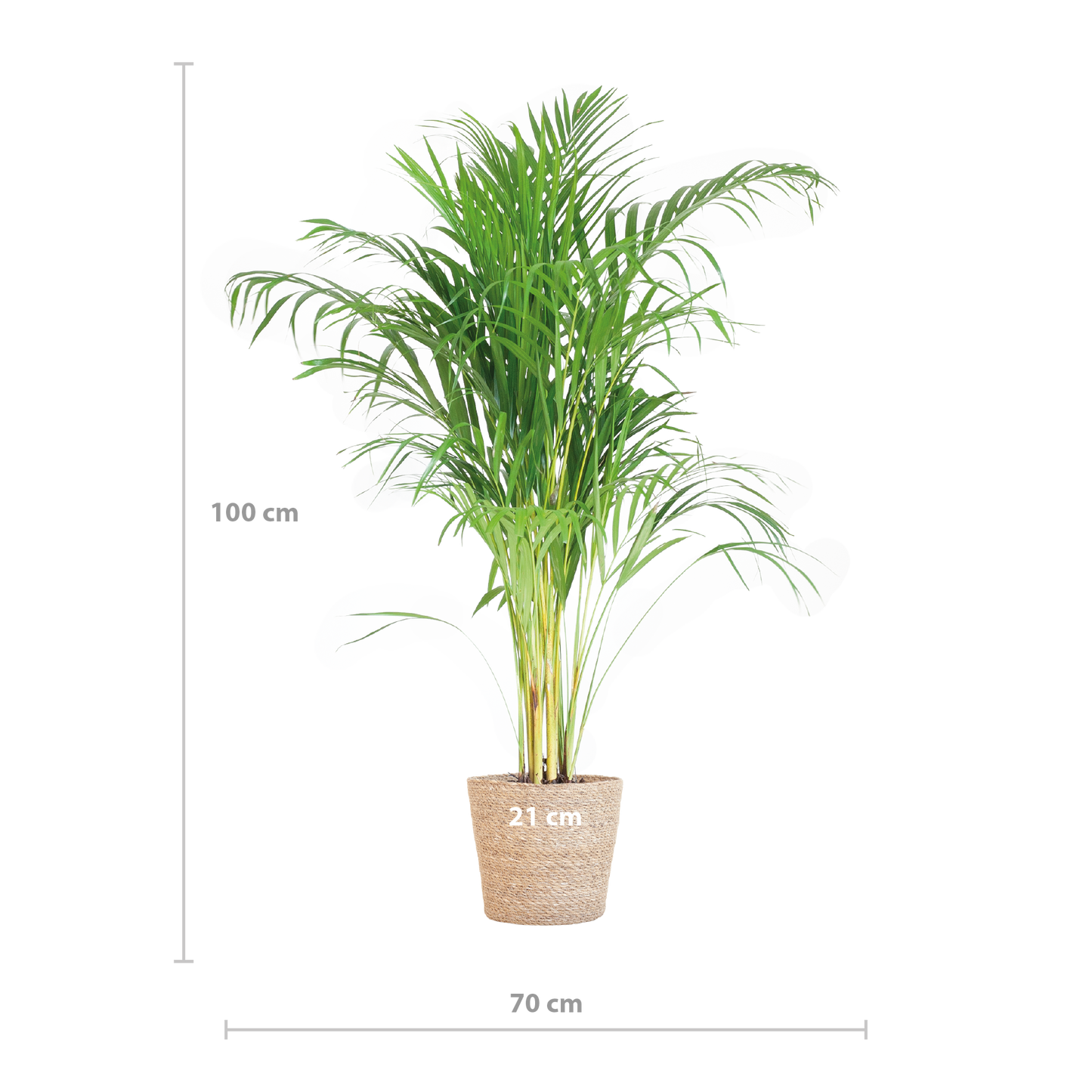 Areca Palm (Dypsis) mit Sofia-Korb natur - 100cm - Ø21