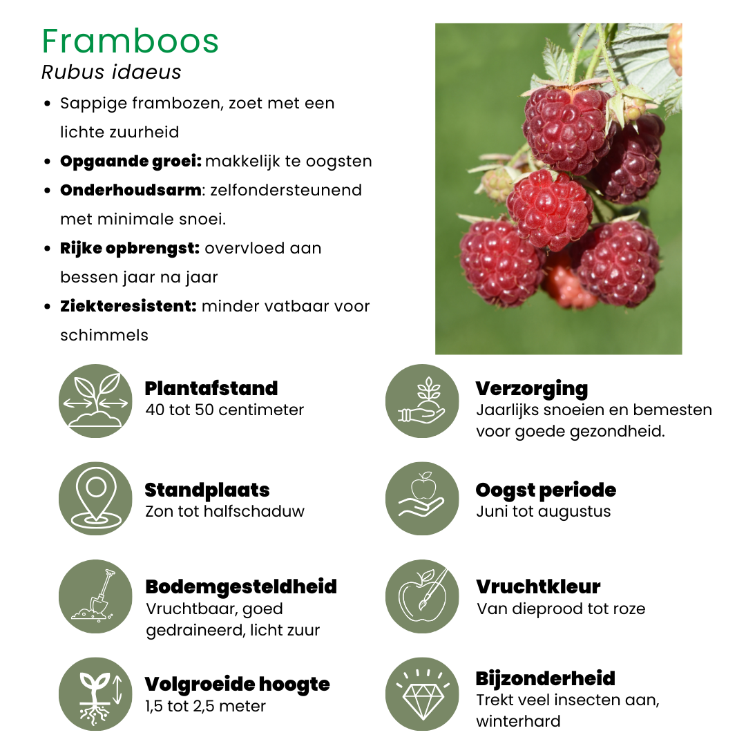"Fruchtparadis" BIO Obstpflanzen set im mix von 4 verschiedene Sorten