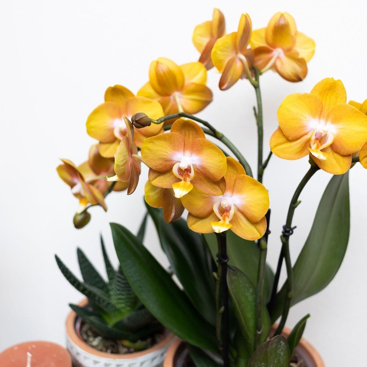 Kolibri Orchideen | Orange-goldene Phalaenopsis-Orchidee - Jewel Las Vegas - Topfgröße Ø12cm | blühende Topfpflanze - frisch vom Züchter