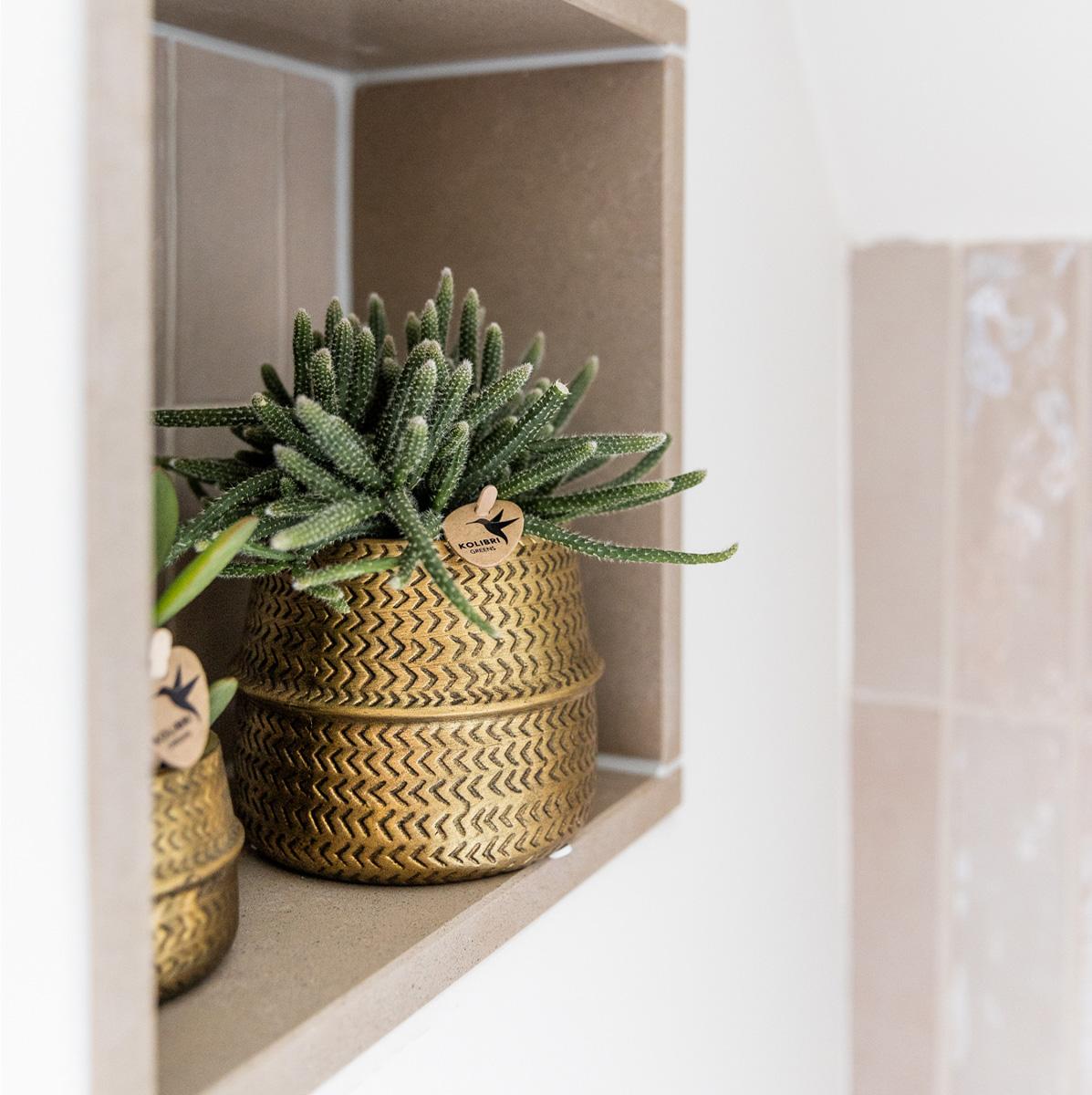 Kolibri Greens | Sukkulenten 2er-Set Pflanzen in dekorativen Töpfen mit goldener Rille - Keramik-Topfgröße Ø9cm