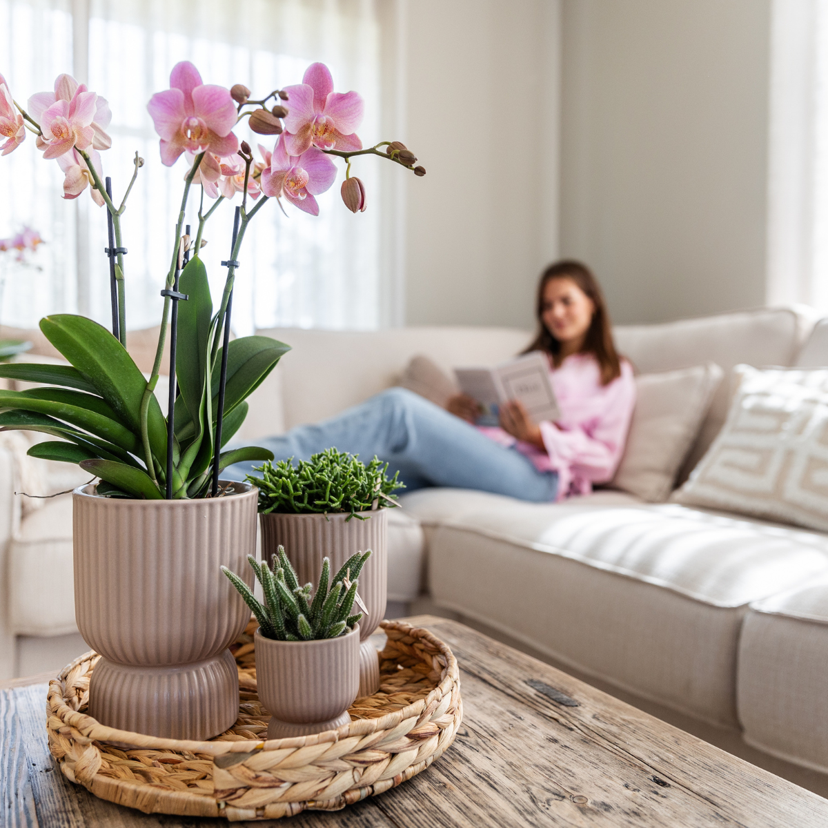Kolibri Orchids I KOMBI ANGEBOT von 2 altrosa Phalaenopsis Orchideen - Treviso - Topfgröße Ø12cm | blühende Zimmerpflanze - frisch vom Züchter
