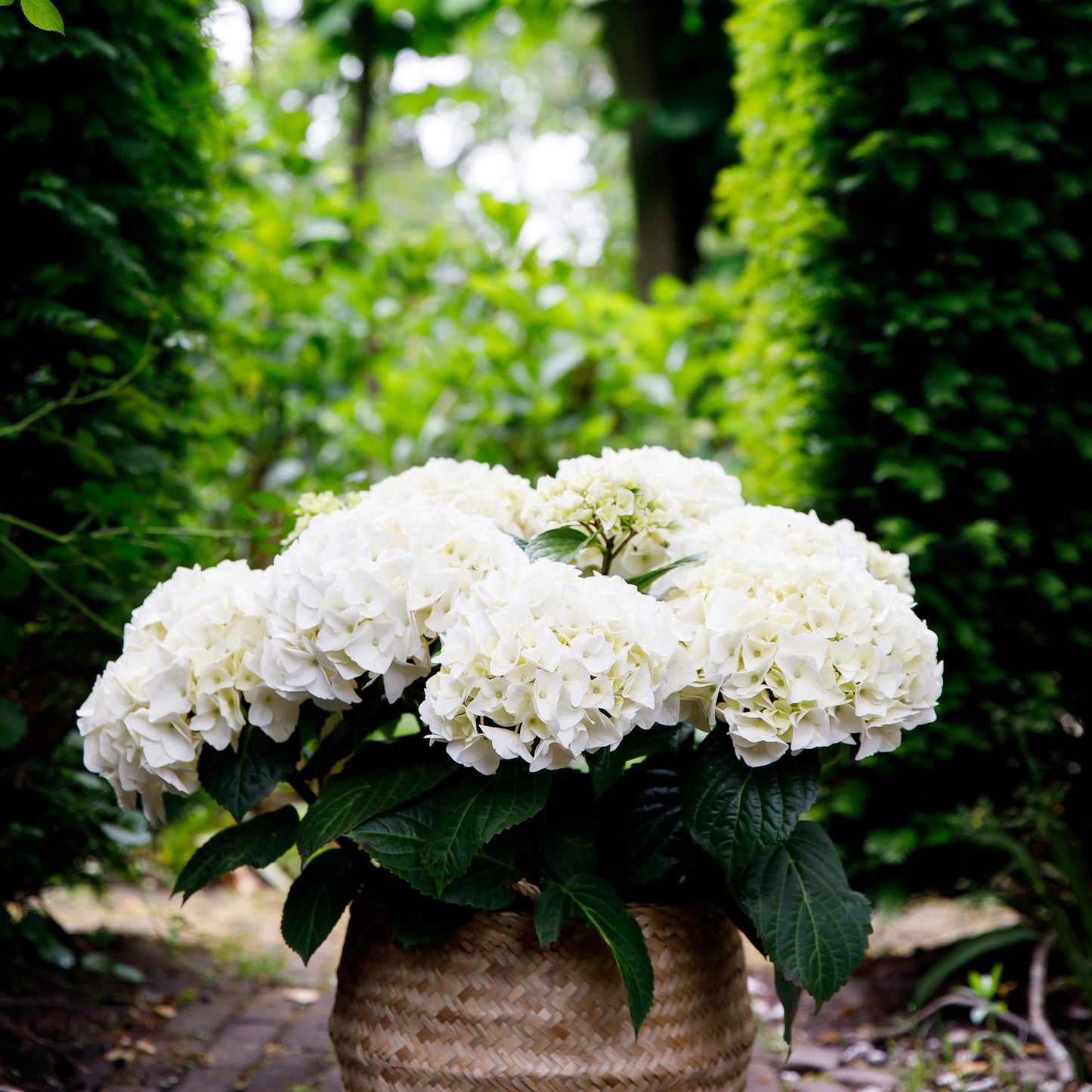 Green boutiQ - Balkonpflanze - Hortensie - Hydrangea Forever & Ever - Weiß - 7-12 Blumen - 2 Pflanzen - Topf 23cm Höhe 55cm