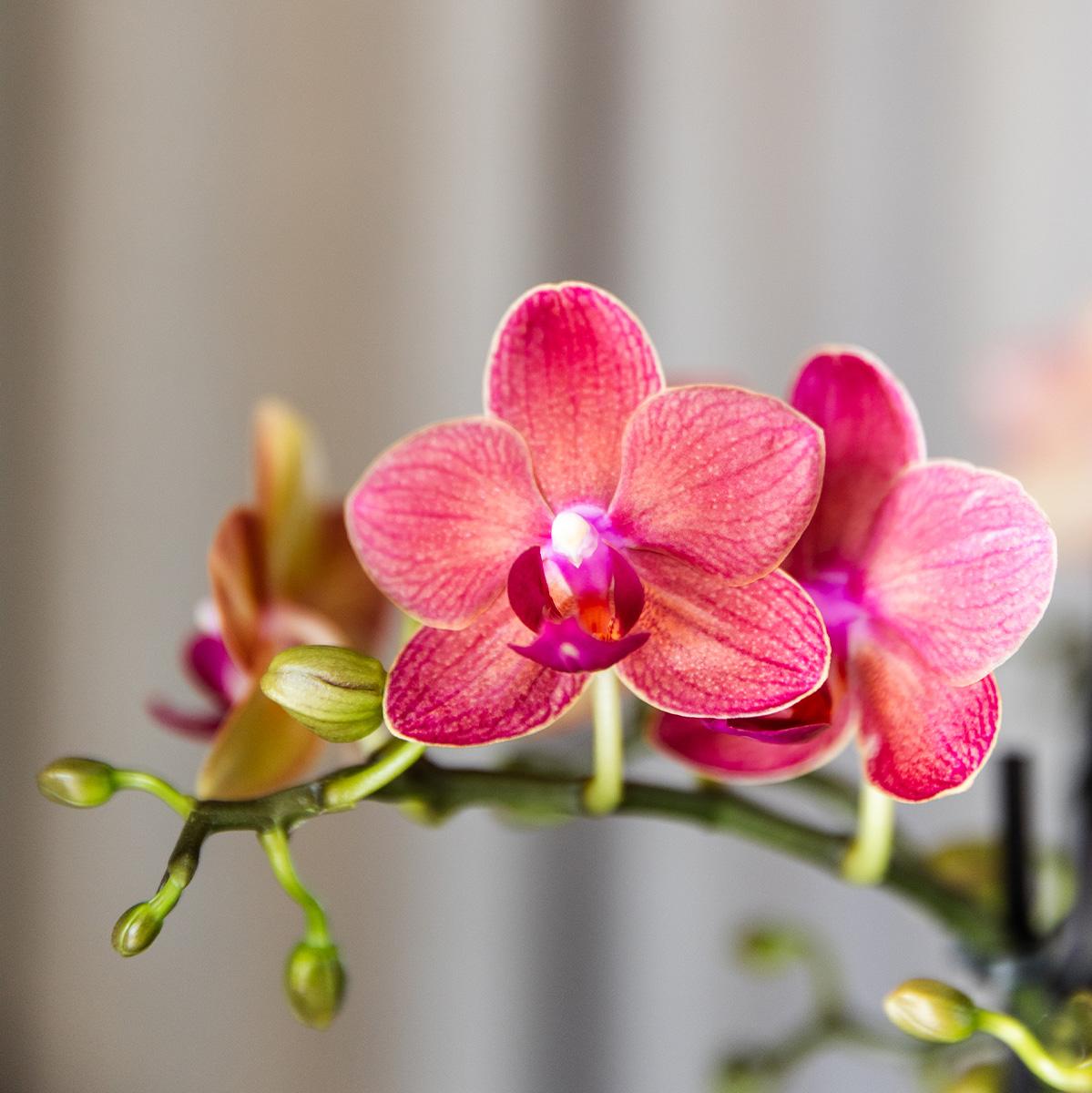 Kolibri Orchids | COMBI DEAL von 4 roten Phalaenopsis Orchideen - Kongo - Topfgröße Ø9cm blühende Zimmerpflanze - frisch vom Züchter
