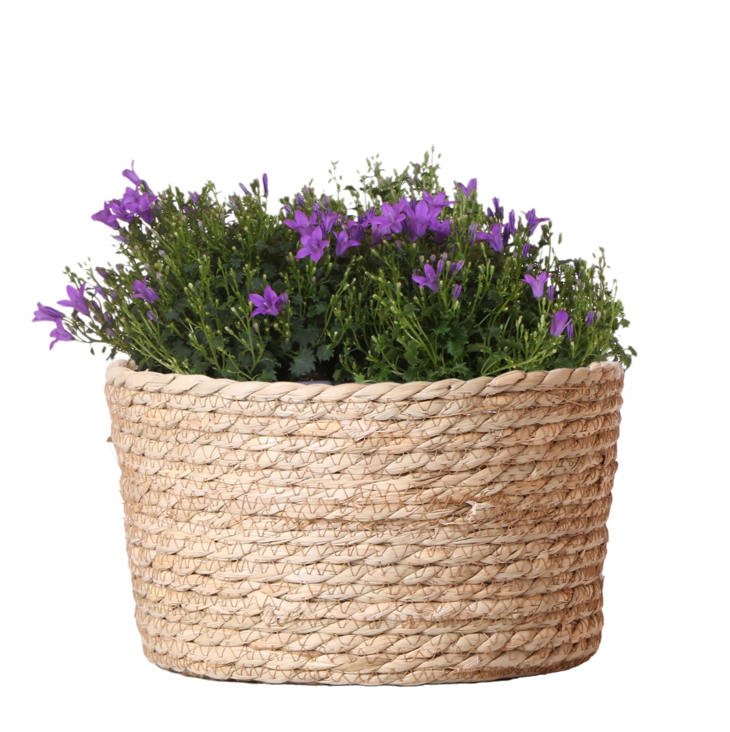 Campanula Addenda Ambella Intense purple - Weidenschale mit Campanula mit Bewässerungssystem - 3 Stück - Glockenblume lila - Topfgröße 12cm - indoor & outdoor