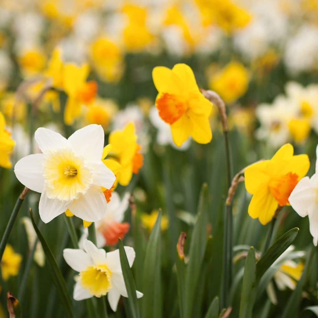 Flowerbulbs Amsterdam - Medium Narcissus Mix - Nachhaltige Vorteilspackung, 50 Blumenzwiebeln f�r 1 m� Blumenpracht - Gr��e 12/14