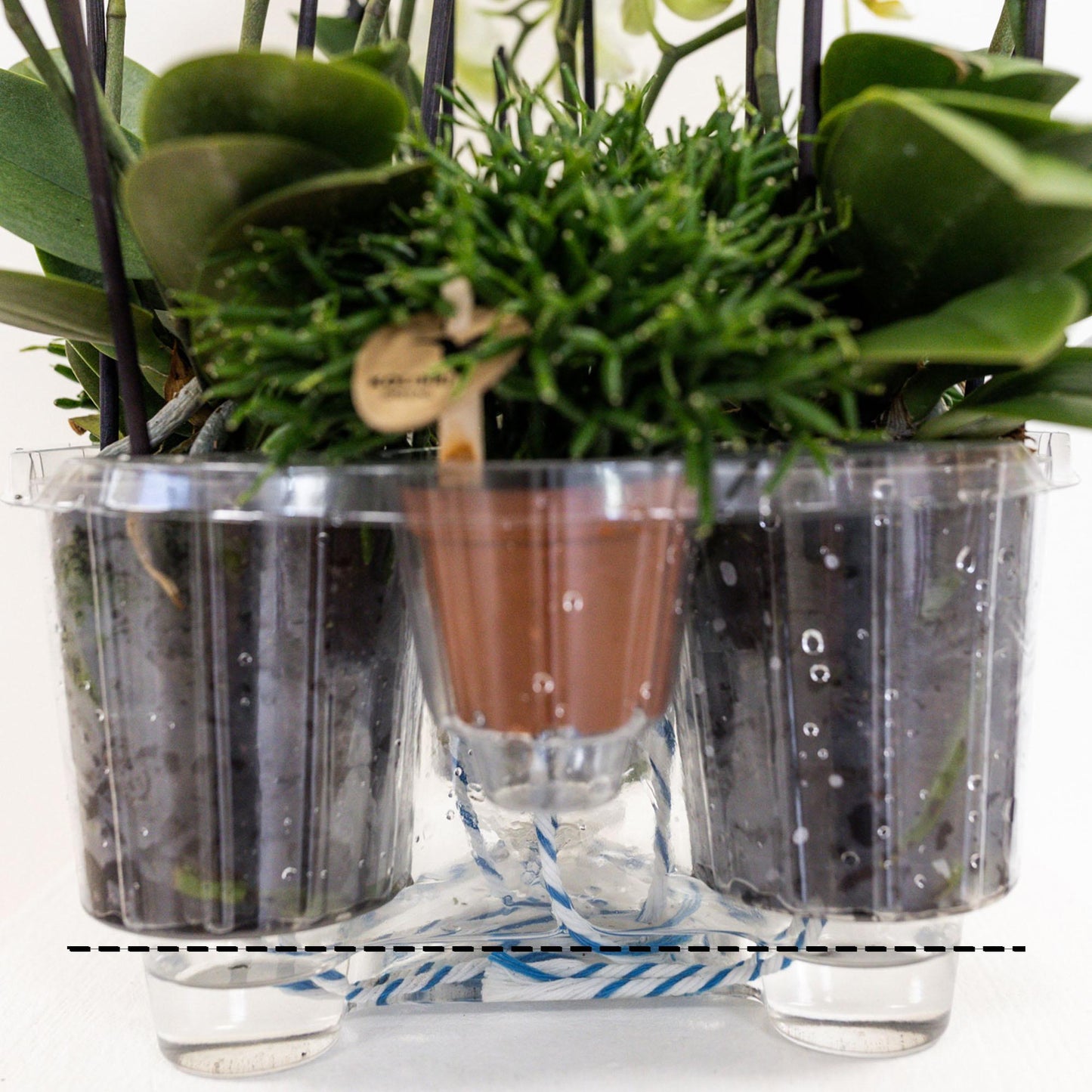 Kolibri Orchids | weißes Pflanzenset im Baumwollkorb inkl. Wassertank | drei weiße Orchideen Lausanne 9cm und drei Grünpflanzen | Dschungelstrauß weiß mit autarkem Wassertank