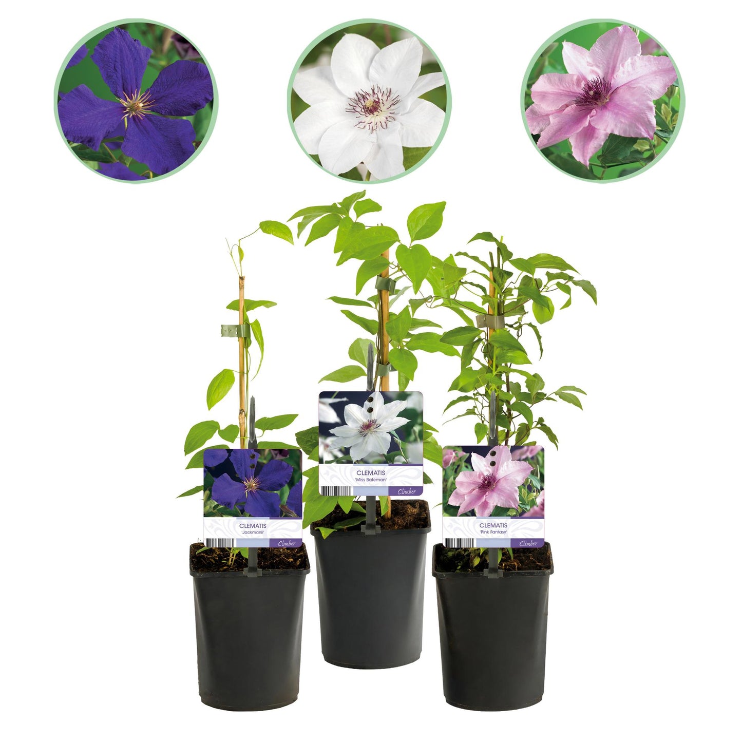 "GreenboutiQ - Kletterpflanze - Clematis Tricolour - Blüte Rosa Weiß Lila - Wenig Pflege - 3 Pflanzen - Topf 11cm Höhe 40cm GreenboutiQ - Kletterpflanze - Clematis Rainbow - Blüte Rosa Weiß Lila Rot - Wenig Pflege - 4 Pflanzen - Topf 11cm Höhe 40cm"