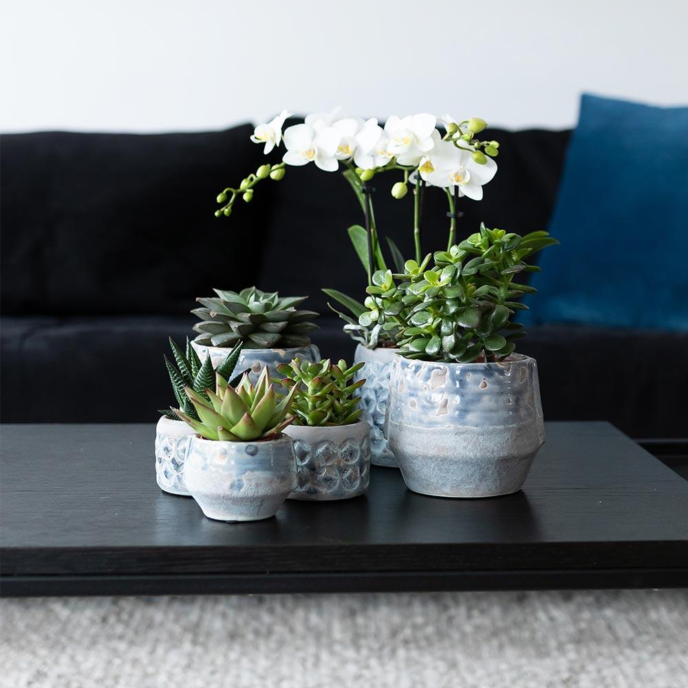 Kolibri Greens | Set mit 4 Sukkulenten - Grünpflanzen - Topfgröße Ø9cm
