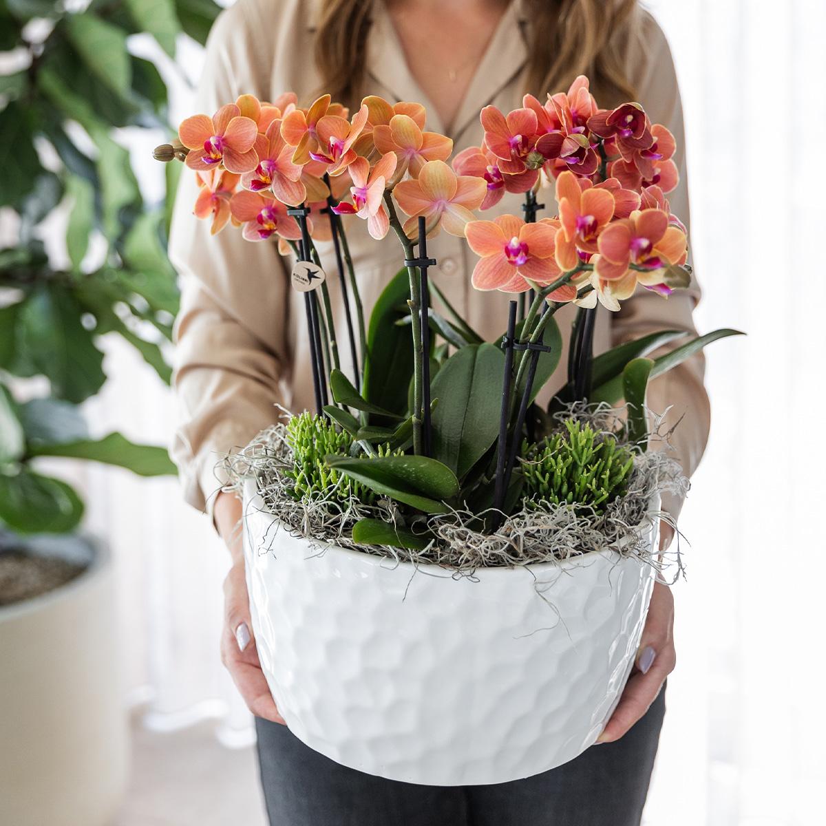 Kolibri Orchids | orangefarbenes Pflanzenset in Honigschale inkl. Wasserreservoir | drei orangefarbene Orchideen Bozen 9cm und drei Grünpflanzen | Dschungelstrauß orange mit autarkem Wasserreservoir