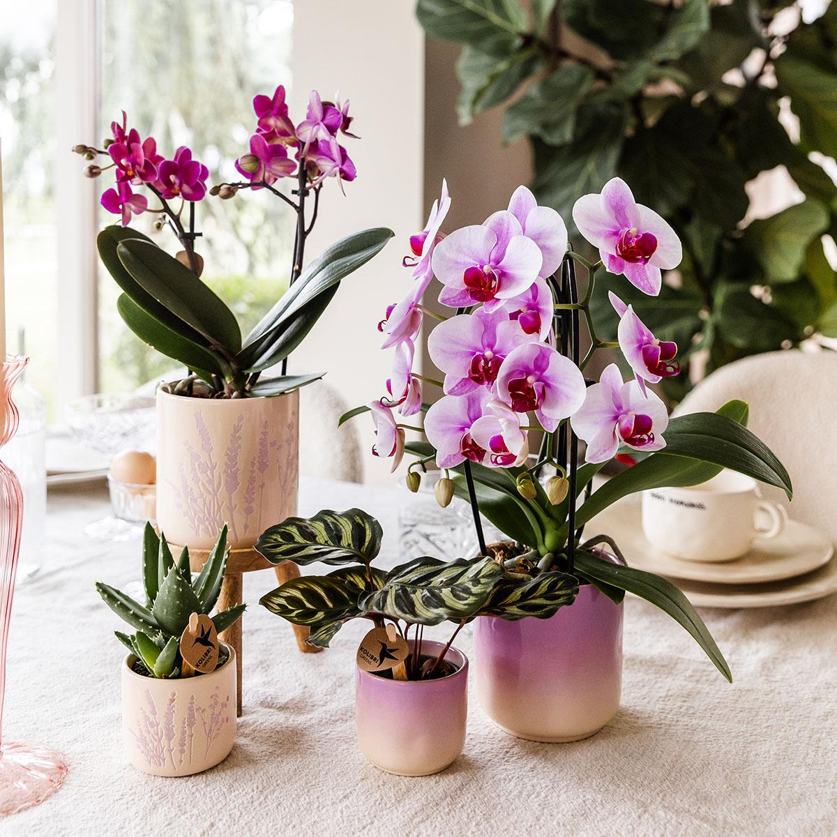 Kolibri Home | Gradience Übertopf - Pink - Ø9cm