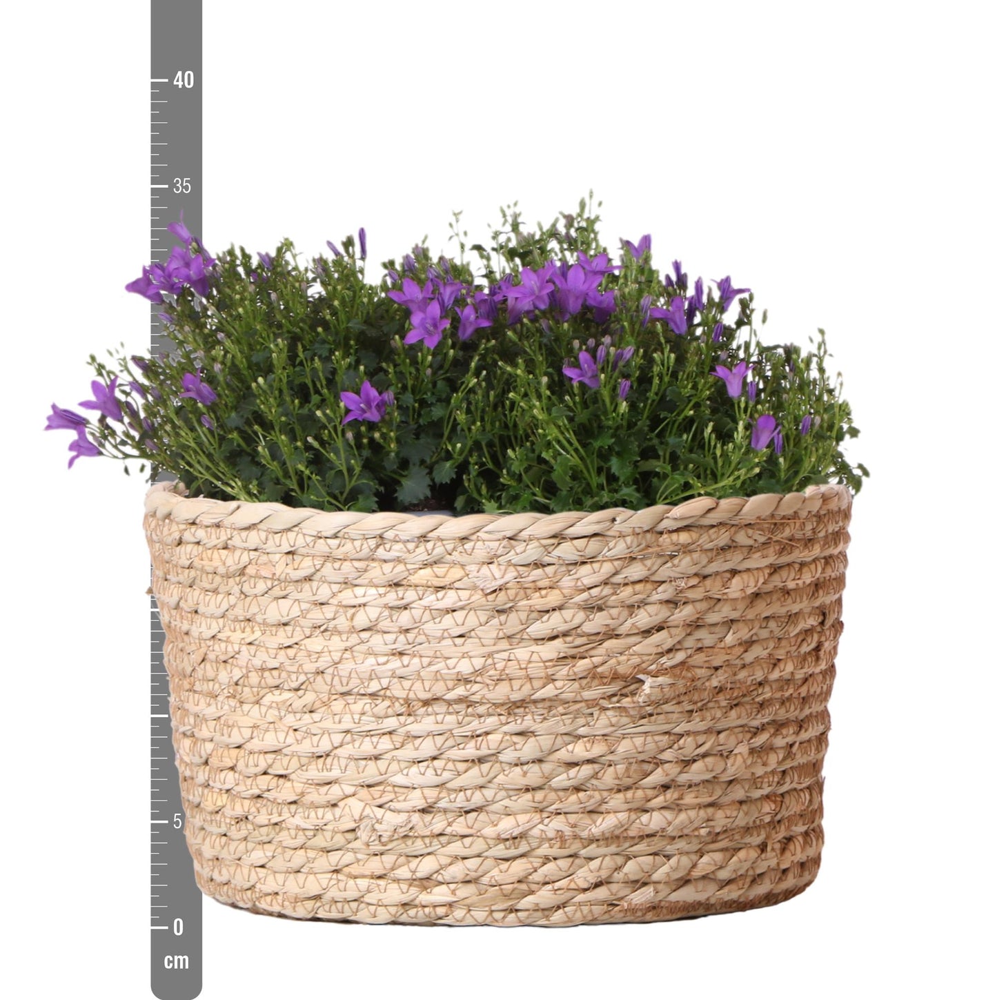 Campanula Addenda Ambella Intense purple - Weidenschale mit Campanula mit Bewässerungssystem - 3 Stück - Glockenblume lila - Topfgröße 12cm - indoor & outdoor