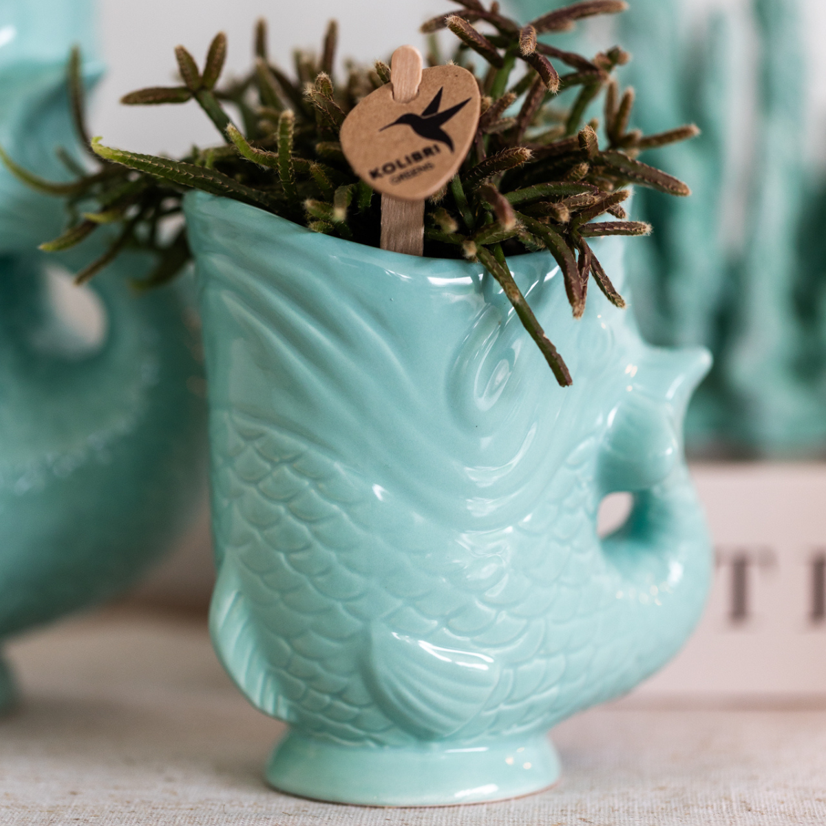 Kolibri Company - Pflanzenset Fish Türkis | Set mit weißer Phalaenopsis Orchidee Amabilis Ø9cm und grüner Sukkulente Crassula Hobbit Ø6cm | Inklusive türkisfarbener Keramik-Ziertöpfe