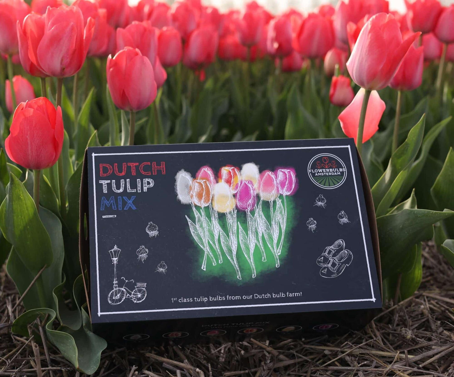 Flowerbulbs Amsterdam - Dutch Tulip Mix - Luxusbox gro�, 90 Blumenzwiebeln f�r 2,5 m� Blumenpracht - Gr��e 12+