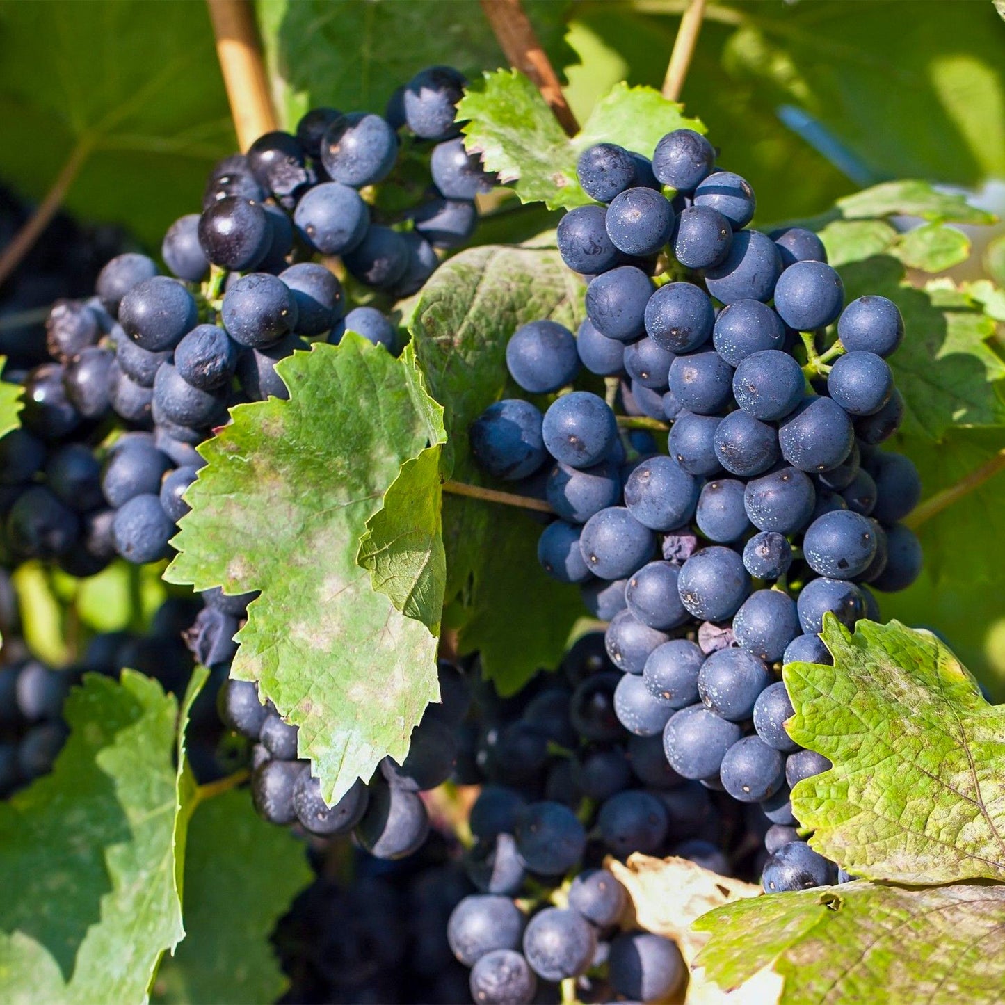GreenboutiQ - Obstpflanze - Blaue Traube - Vitis vinifera Regent - 2 Pflanzen - Topf 15cm Höhe 50cm