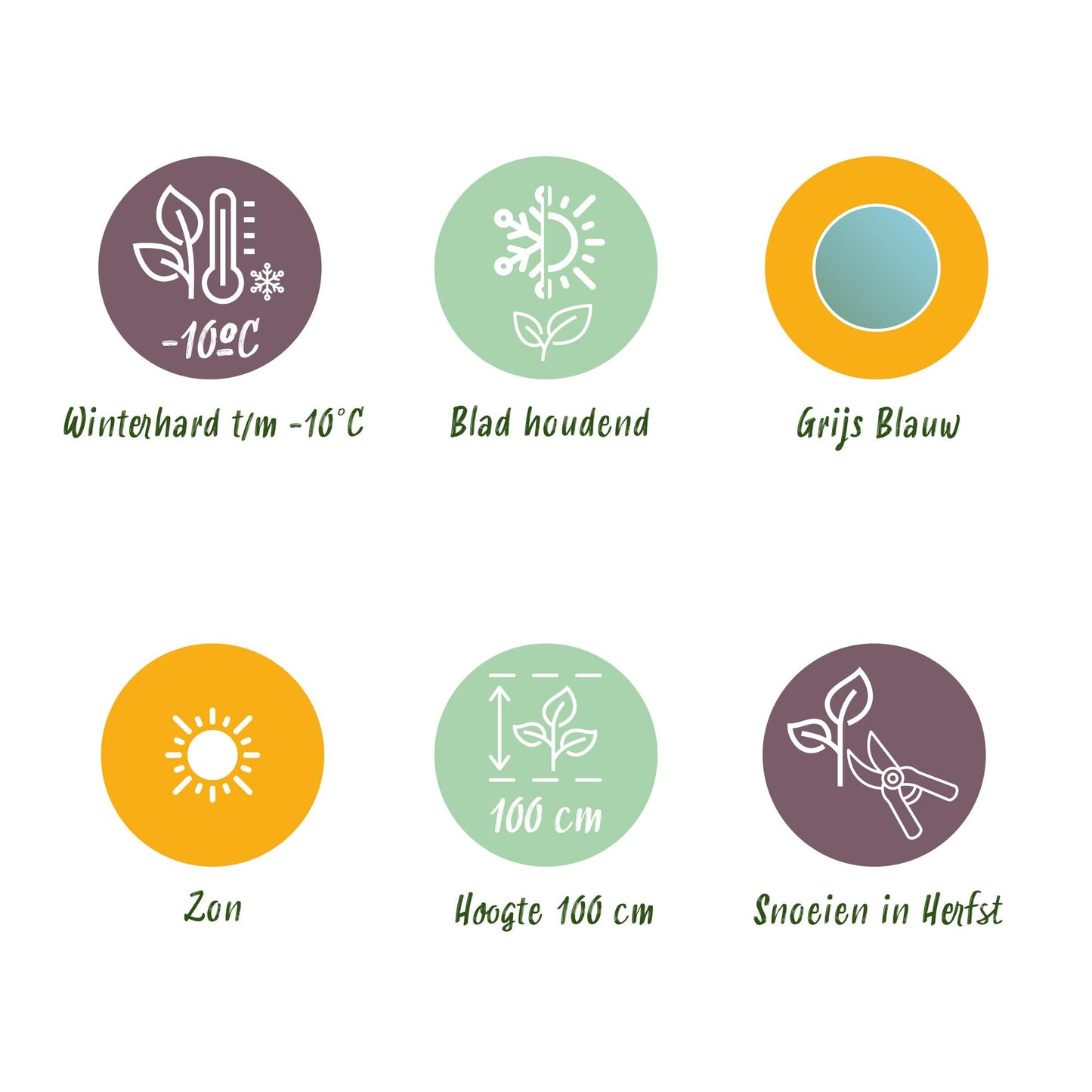 GreenboutiQ - Terrassenpflanze - Eukalyptusbaum - Eucalyptus gunni - Grau - 4 Pflanzen - Winterhart - Topf 17cm Höhe 40cm