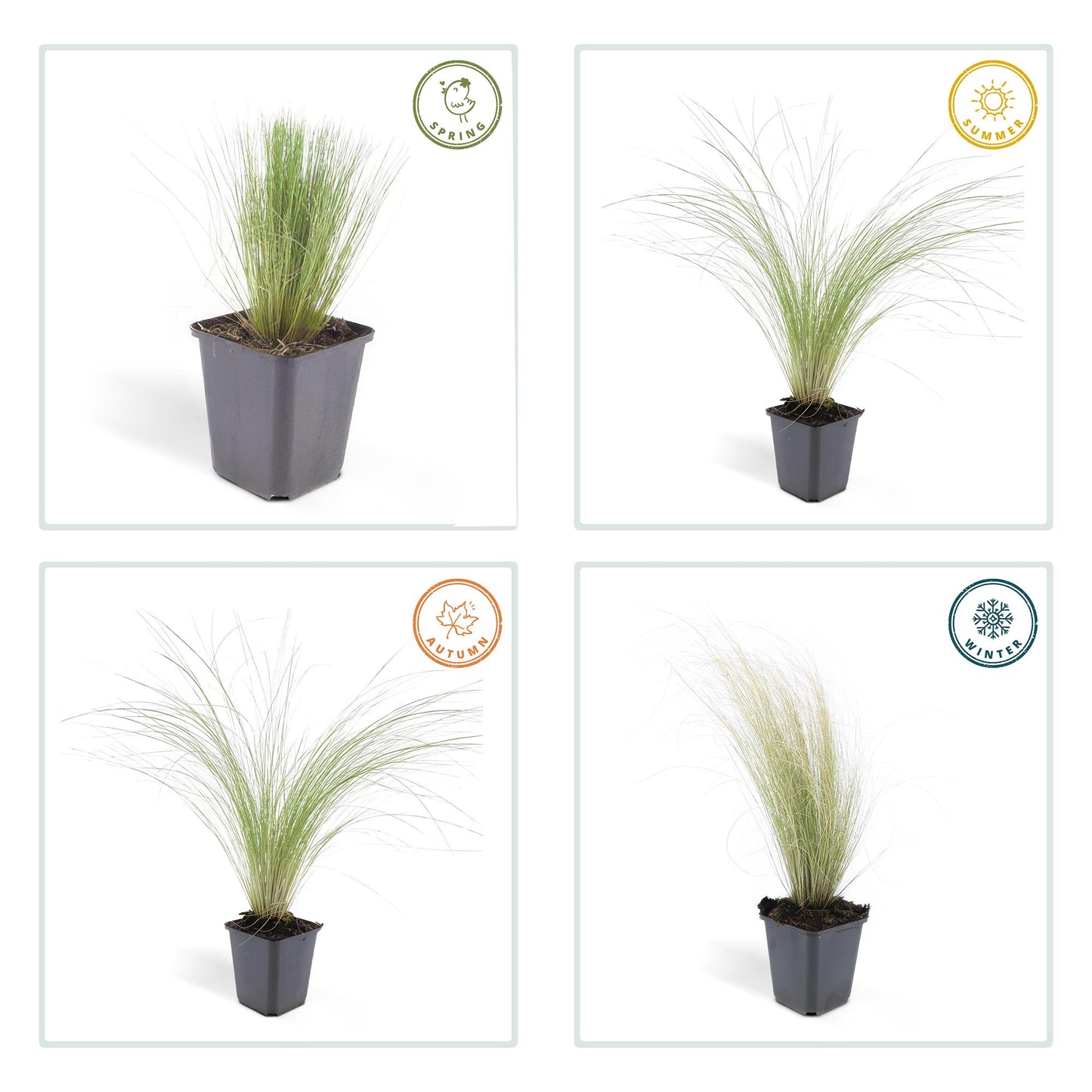 40x Stipa tenuissima 'Ponytails' - ↕10-25cm - Ø9cm