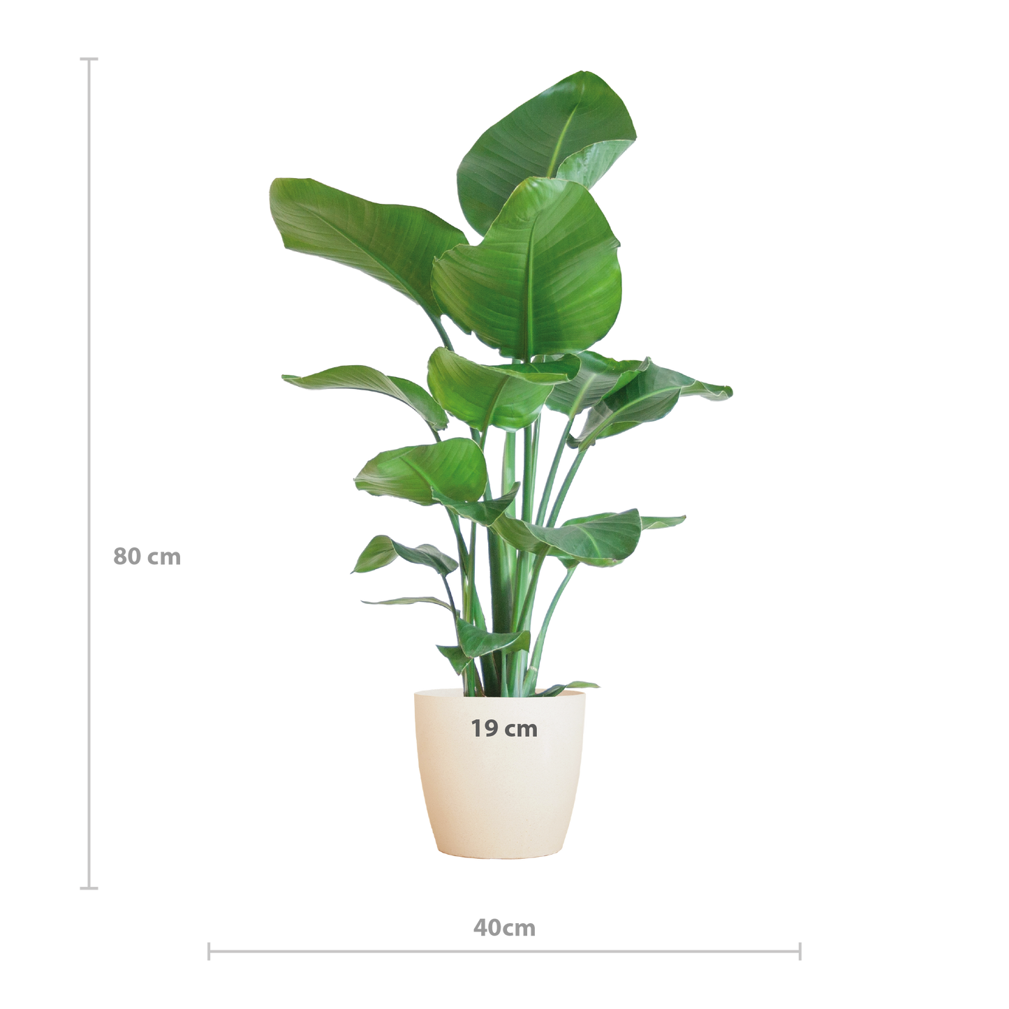 Strelitzia Nicolai mit Viber-Topf weiß – 80 cm – Ø21
