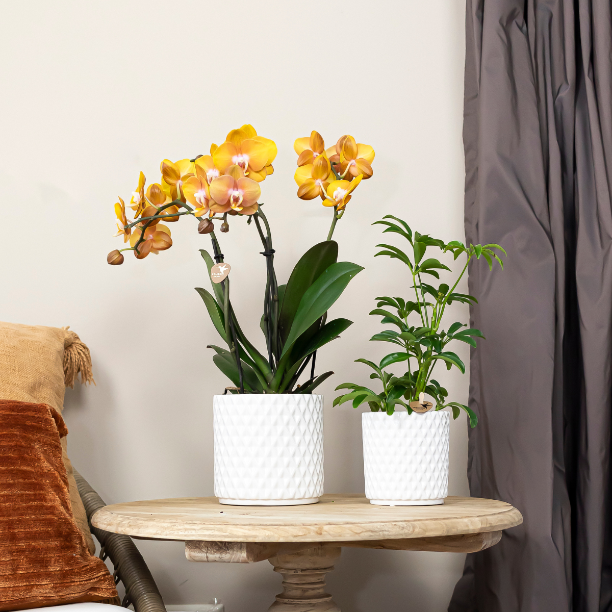 Kolibri Orchids | KOMBI ANGEBOT von 4 Phalaenopsis-Orchideen - Las Vegas - Topfgröße Ø12cm | blühende Zimmerpflanze - frisch vom Züchter