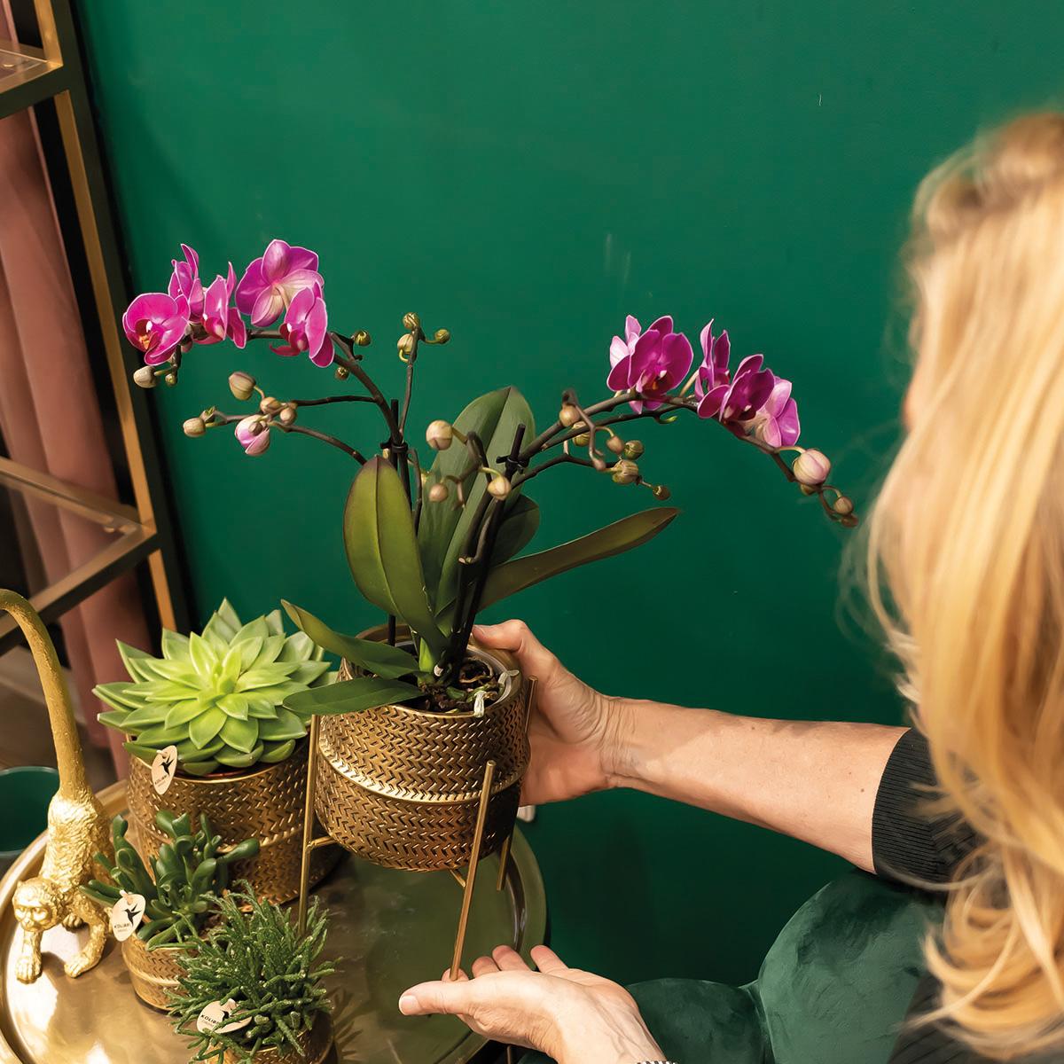 Kolibri Orchids | Lila Phalaenopsis Orchidee - Morelia + Groove Ziertopf gold - Topfgröße Ø9cm - 35cm hoch | blühende Zimmerpflanze - frisch vom Züchter