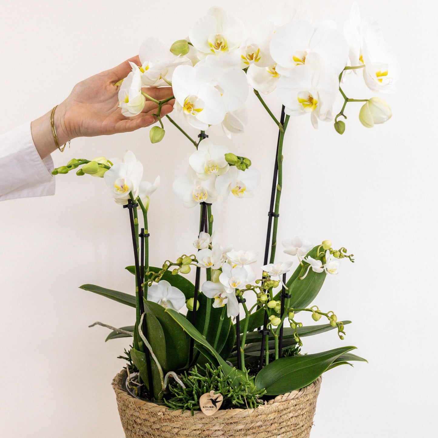 Kolibri Orchids | weißes Pflanzenset im Baumwollkorb inkl. Wassertank | drei weiße Orchideen und drei Grünpflanzen | Feldstrauß weiß mit autarkem Wassertank