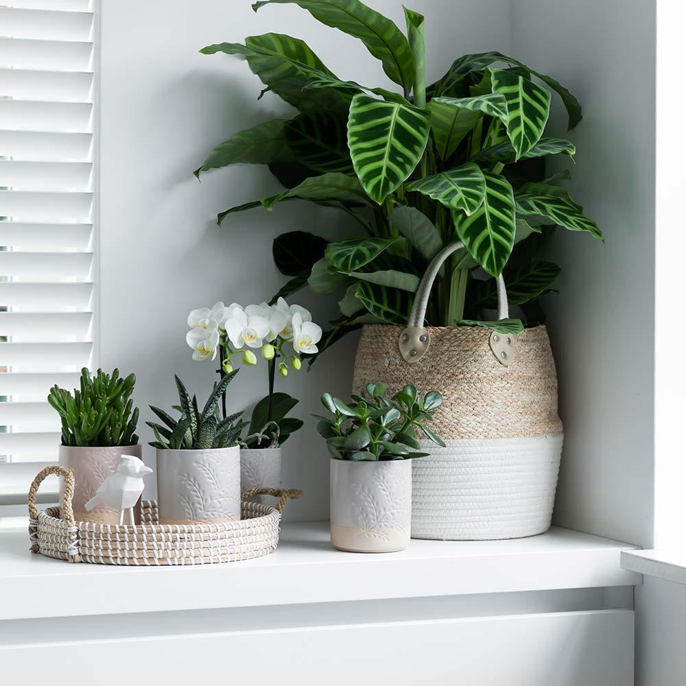 Kolibri Home | Dekorative Tablett - Weißes geflochtenes Tablett Ø30cm