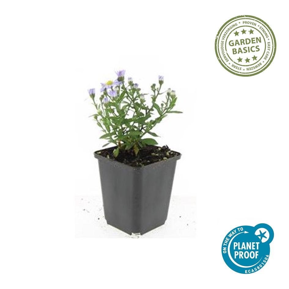 6x Aster (D) 'Prof. Anton Kippenberg' - ↕10-25cm - Ø9cm