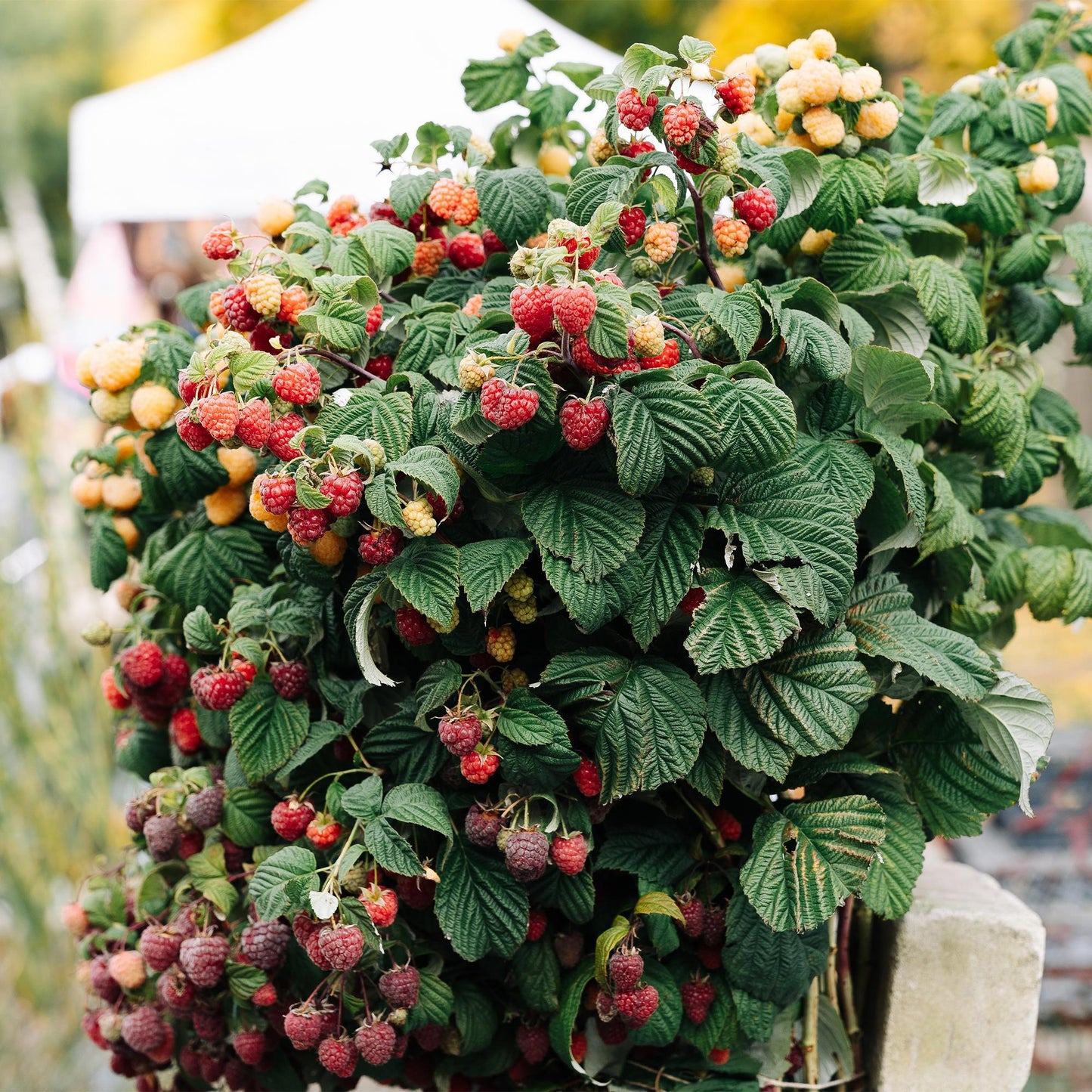 GreenboutiQ - Obstpflanze - Himbeere - Rubus Mailing Promise - Rote Himbeere - 2 Pflanzen - Topf 11cm Höhe 40cm