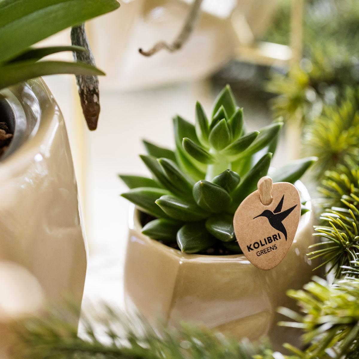 Kolibri Company | Set Pflanzen + Zierpflanzgefäße für Tischdekoration beim Dinner - Topfgröße Ø9cm & Ø6cm | blühende Zimmerpflanzen - frisch vom Züchter