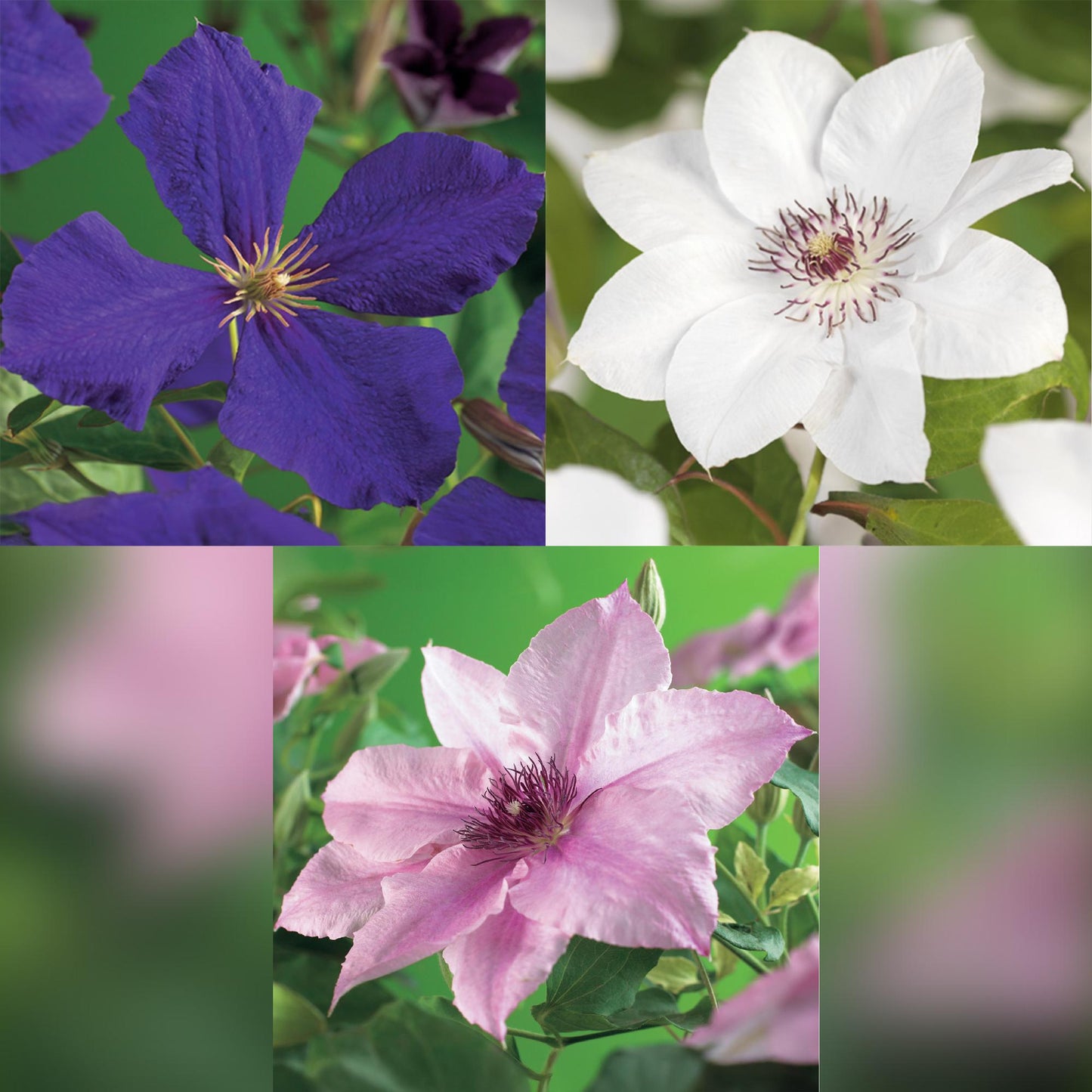 "GreenboutiQ - Kletterpflanze - Clematis Tricolour - Blüte Rosa Weiß Lila - Wenig Pflege - 3 Pflanzen - Topf 11cm Höhe 40cm GreenboutiQ - Kletterpflanze - Clematis Rainbow - Blüte Rosa Weiß Lila Rot - Wenig Pflege - 4 Pflanzen - Topf 11cm Höhe 40cm"