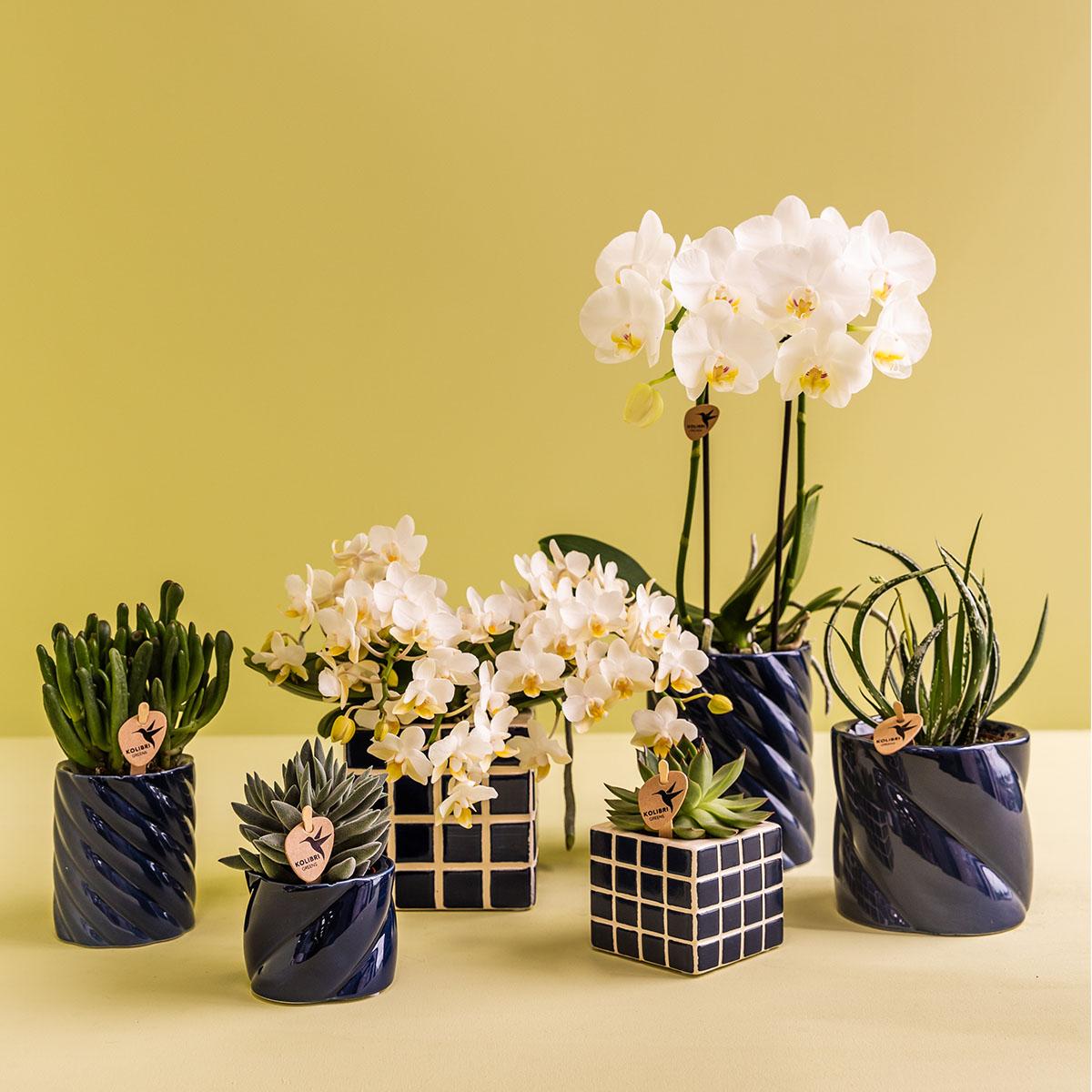 Kolibri Orchids | weiße Amabilis-Orchidee + Candy-Übertopf blau - Topfgröße Ø9cm | blühende Zimmerpflanze - frisch vom Züchter