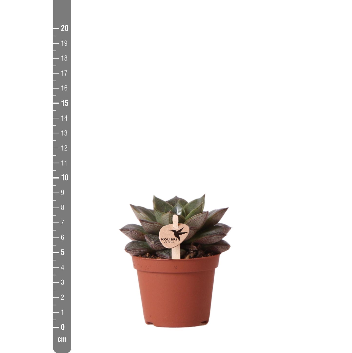 Kolibri Greens | Grünpflanze - Sukkulente Echeveria Purpusorum - Topfgröße Ø6cm - grüne Zimmerpflanze - frisch aus der Gärtnerei