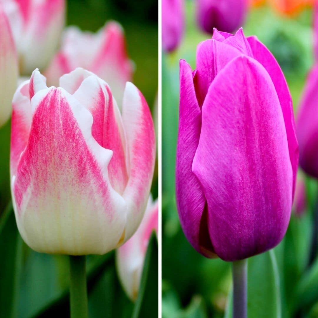 Flowerbulbs Amsterdam - Appie's Best - 30 Blumenzwiebeln - Gr��e 12+