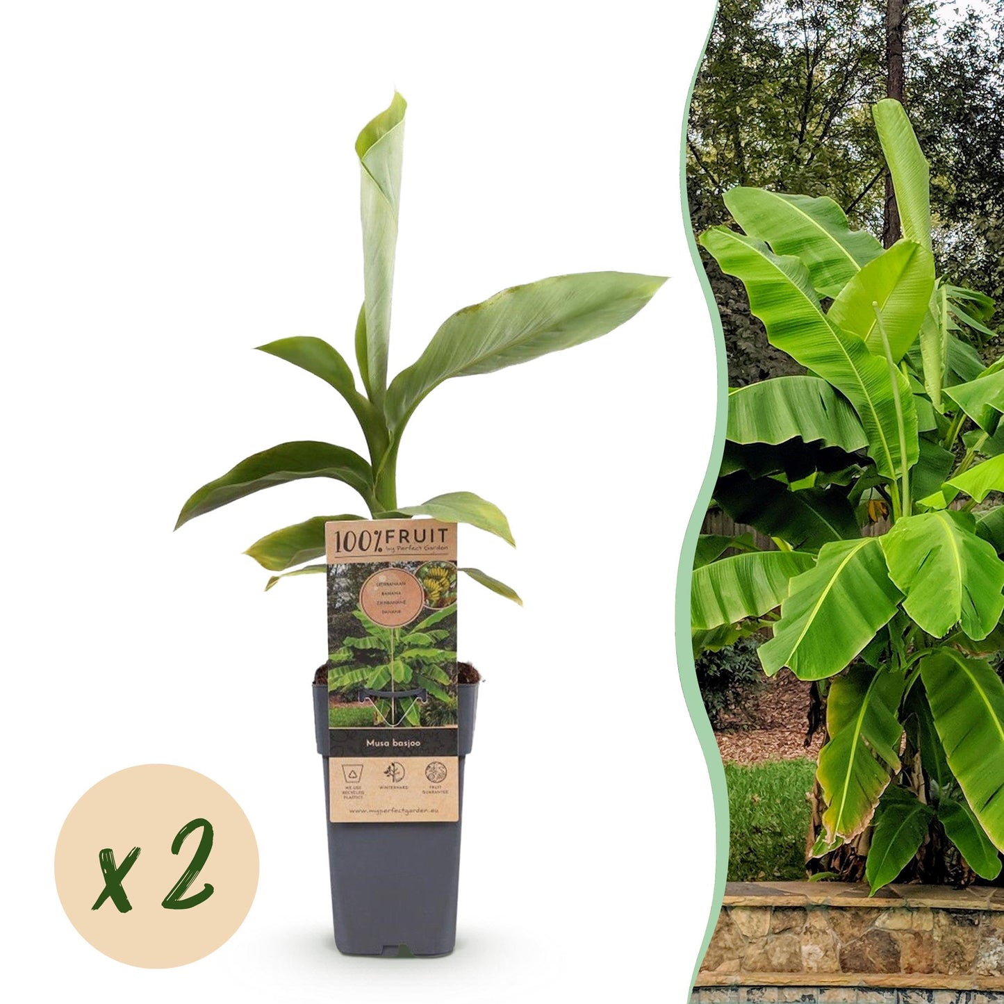 GreenboutiQ - Obstpflanze - Japanische Faserbanane - Musa Basjoo - Winterhart - 2 Pflanzen - Topf 15cm Höhe 50cm
