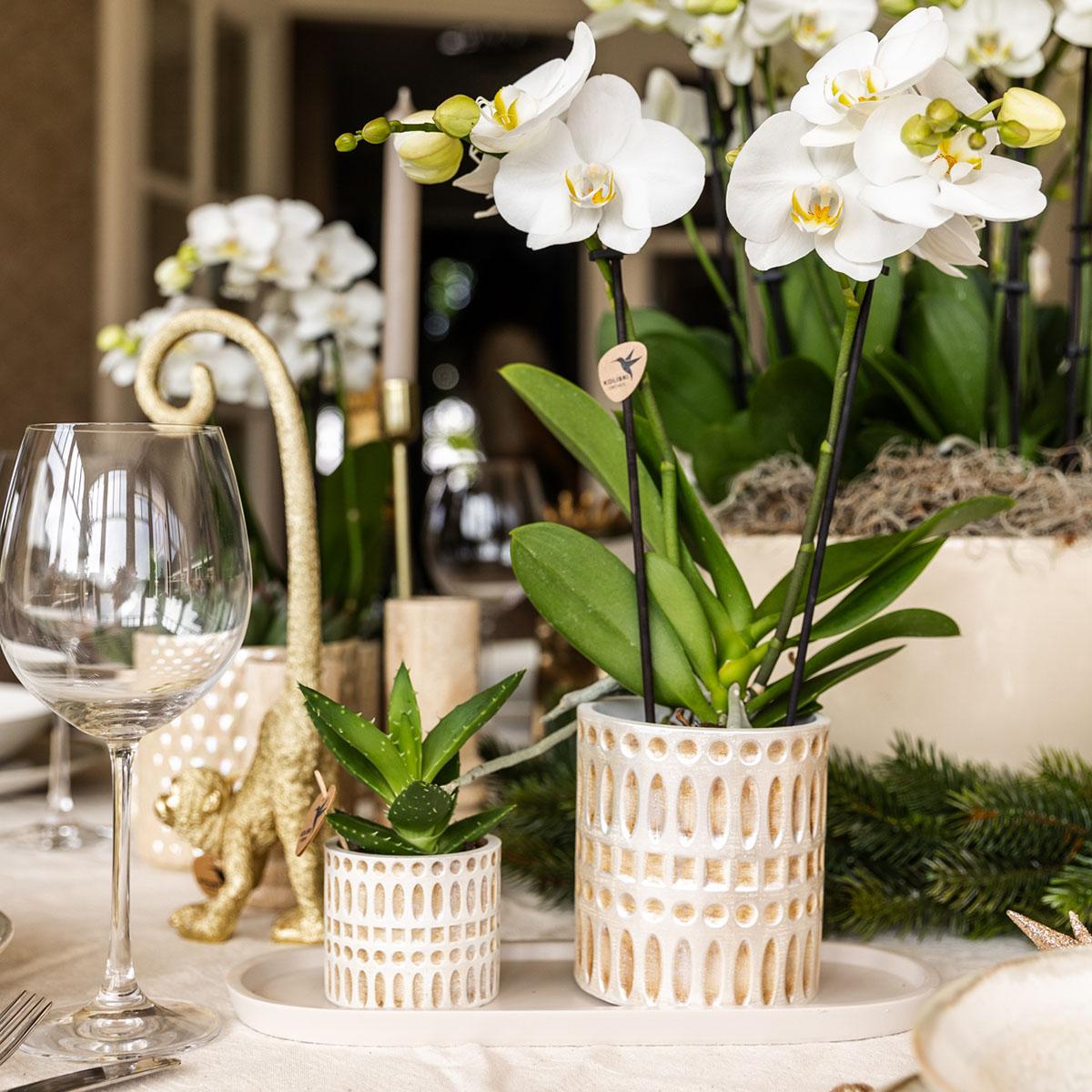 Kolibri Company | Pflanzenset Le Chic Small | Weiße Phalaenopsis Orchidee Amabilis und Sukkulente inkl. Keramiktöpfe auf cremefarbenem organischen Tablett