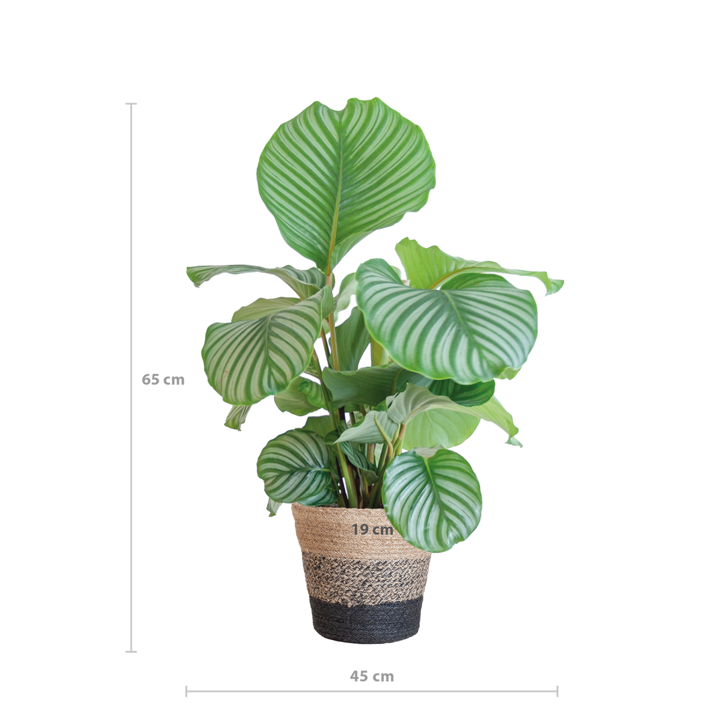 Calathea Orbifolia mit Lissabon-Korb schwarz - 65cm - Ø21
