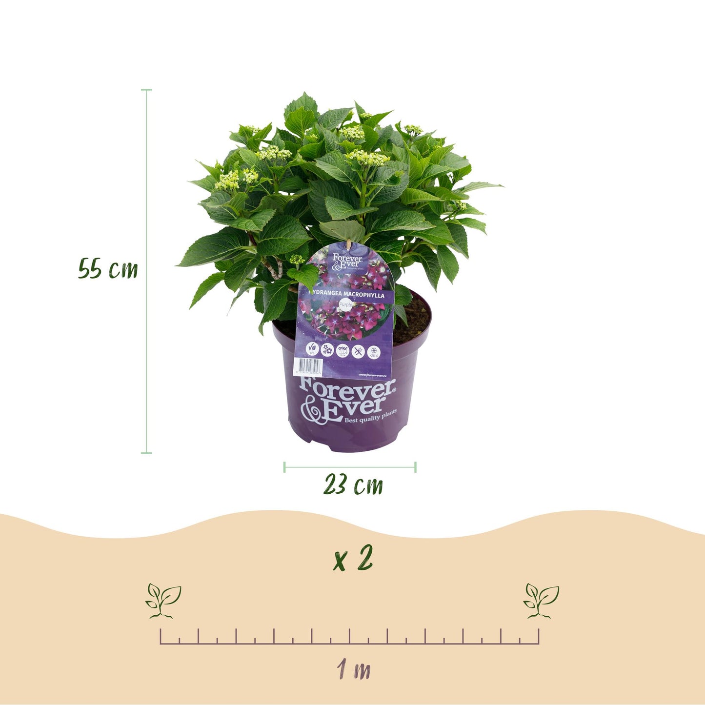 Green boutiQ - Balkonpflanze - Hortensie - Hydrangea Forever & Ever - Lila - 7-12 Blumen - 2 Pflanzen - Topf 23cm Höhe 55cm
