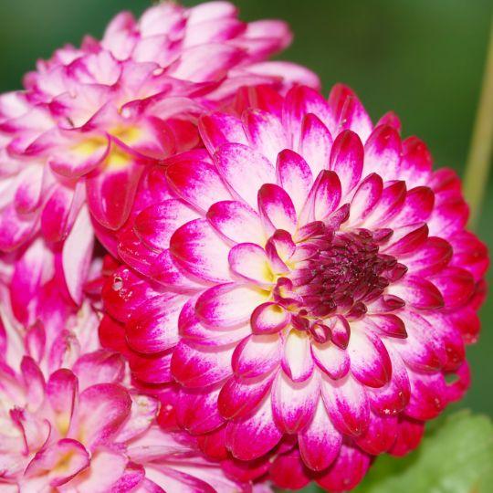 Flowerbulbs Amsterdam - Mix Pompon Splash, 12 Dahlien Little Robert & 12 Dahlien Ralphie knollen für 4 m²