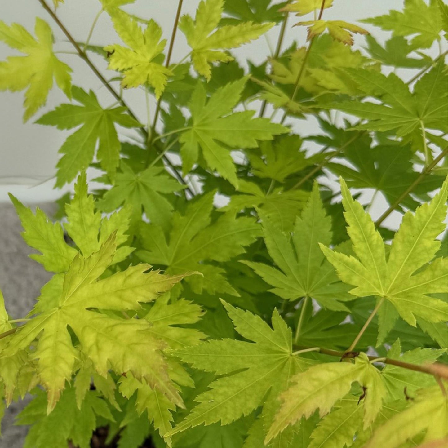 GreenboutiQ - Balkonpflanze - Japanischer Ahorn - Acer palmatum Orange Dream - Orange - 2 Pflanzen - Laubabwerfend - Topf 19cm Höhe 70cm