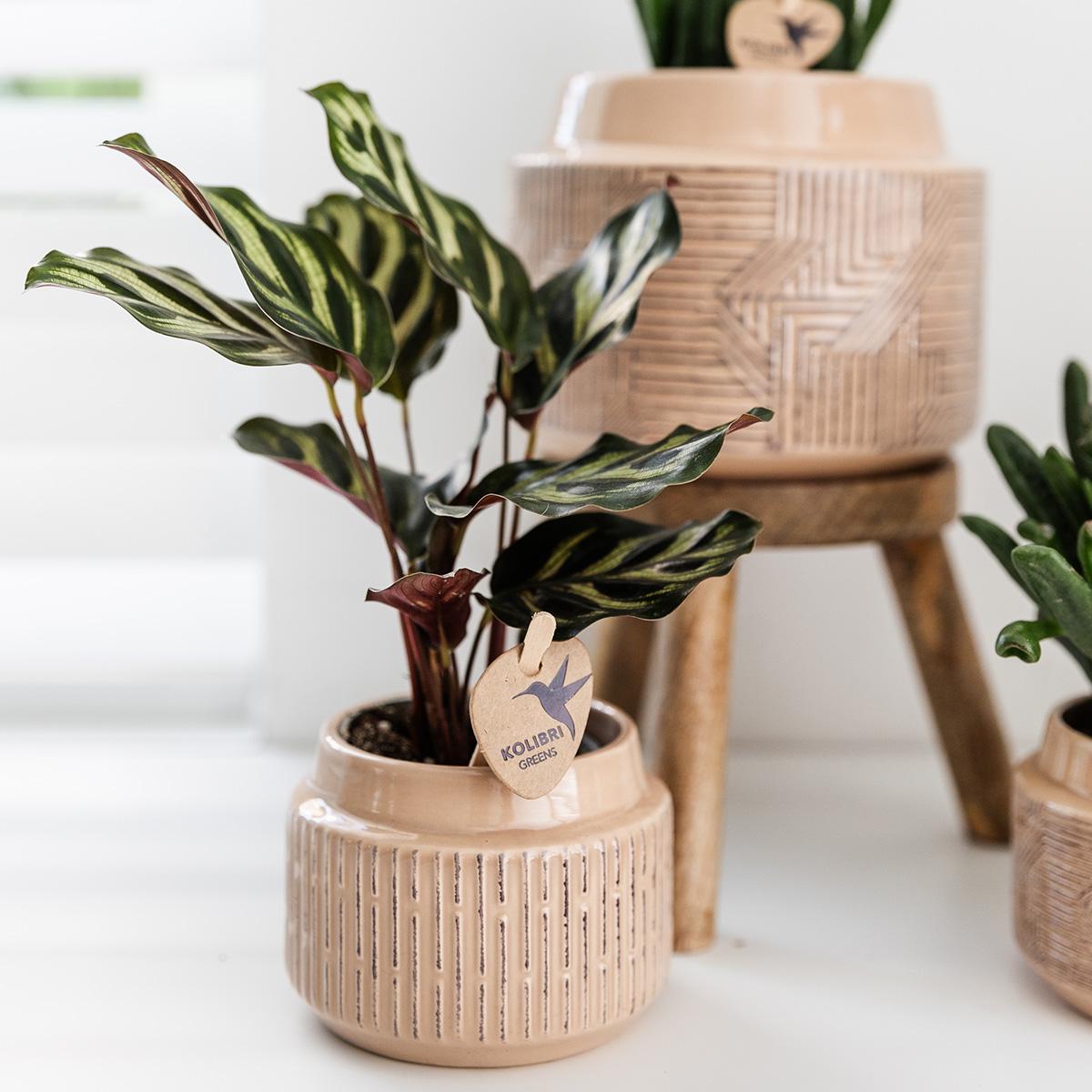 Kolibri Greens | Grüne Pflanze - Calathea Makoyana - Grüne Zimmerpflanze - Frisch vom Züchter  - Ø9cm