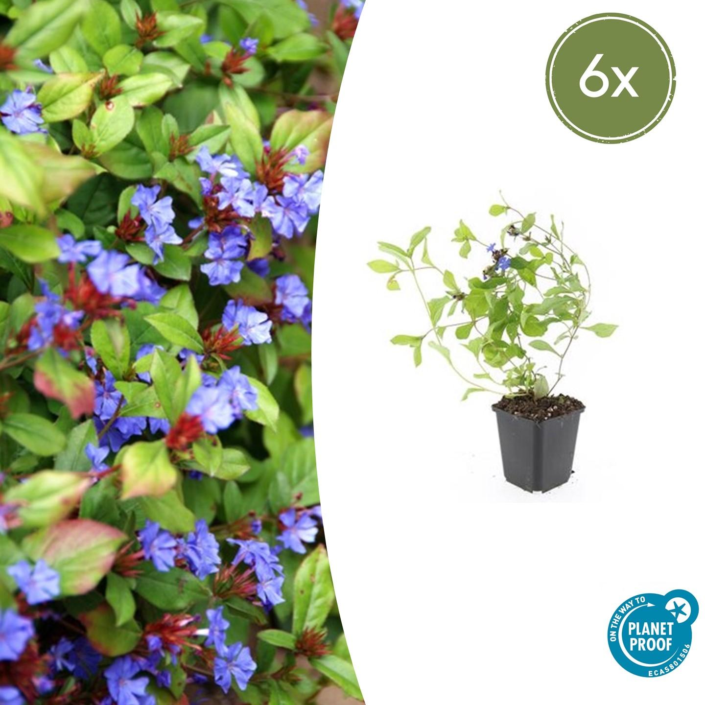 6x Ceratostigma plumbaginoides - ↕10-25cm - Ø9cm