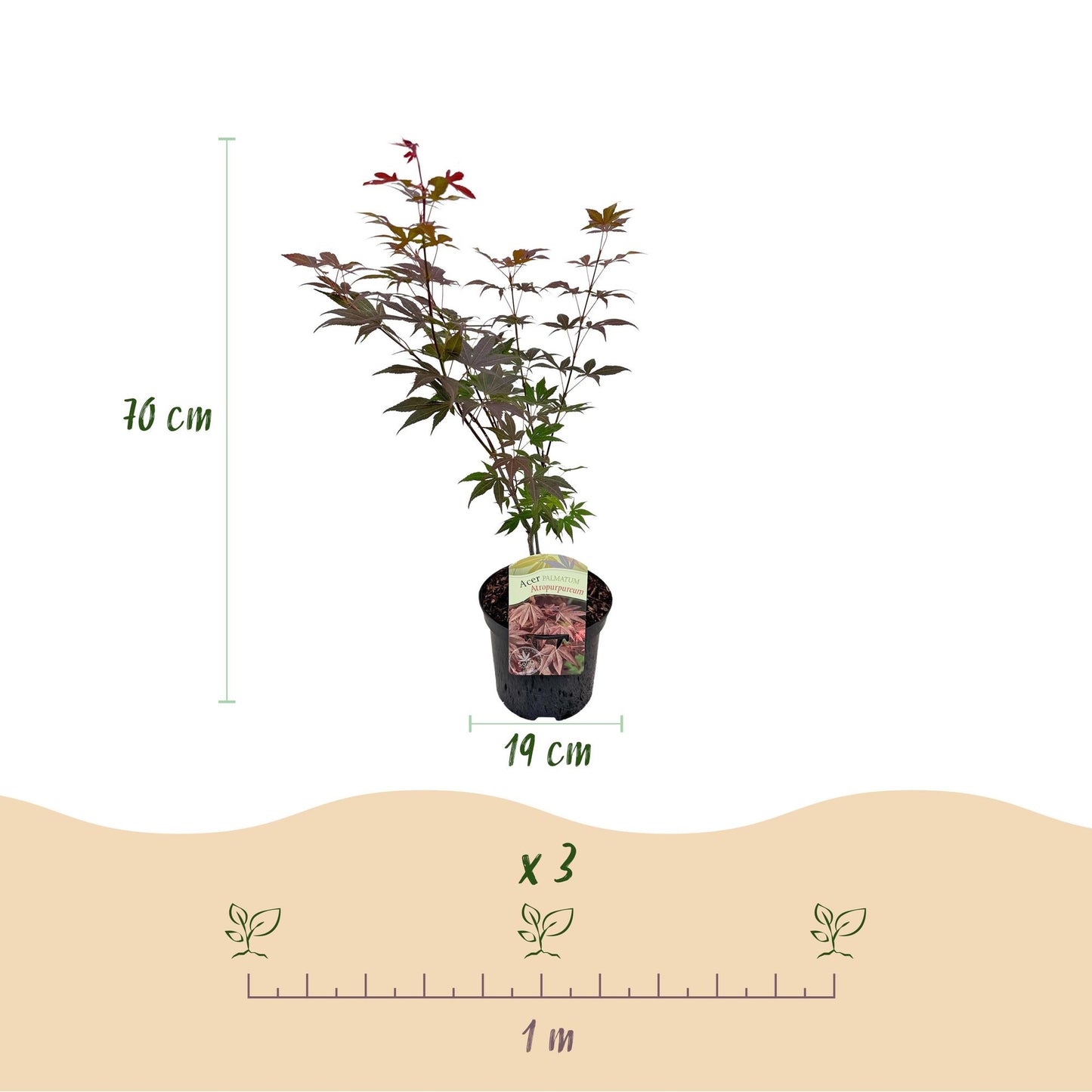 GreenboutiQ - Balkonpflanze - Japanischer Ahorn - Acer palmatum Atropurpureum - Lila - 1 Pflanze - Laubabwerfend - Topf 19cm Höhe 70cm