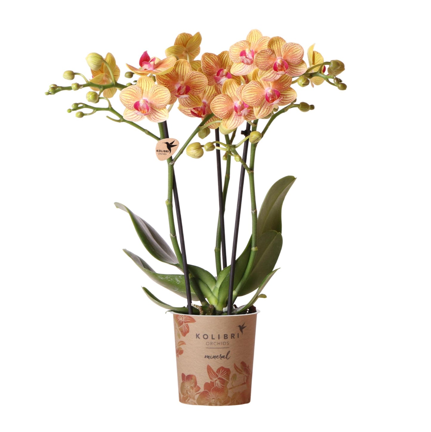 Kolibri Orchids | orange Phalaenopsis Orchidee Topfgröße Ø9cm | Jamaica | blühende Zimmerpflanze - frisch vom Züchter