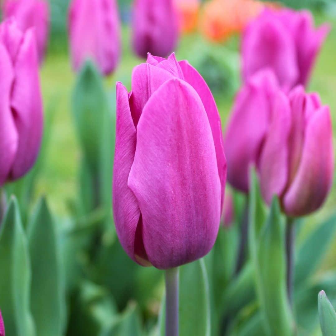 Flowerbulbs Amsterdam - Dutch Tulip Mix - Luxusbox gro�, 90 Blumenzwiebeln f�r 2,5 m� Blumenpracht - Gr��e 12+