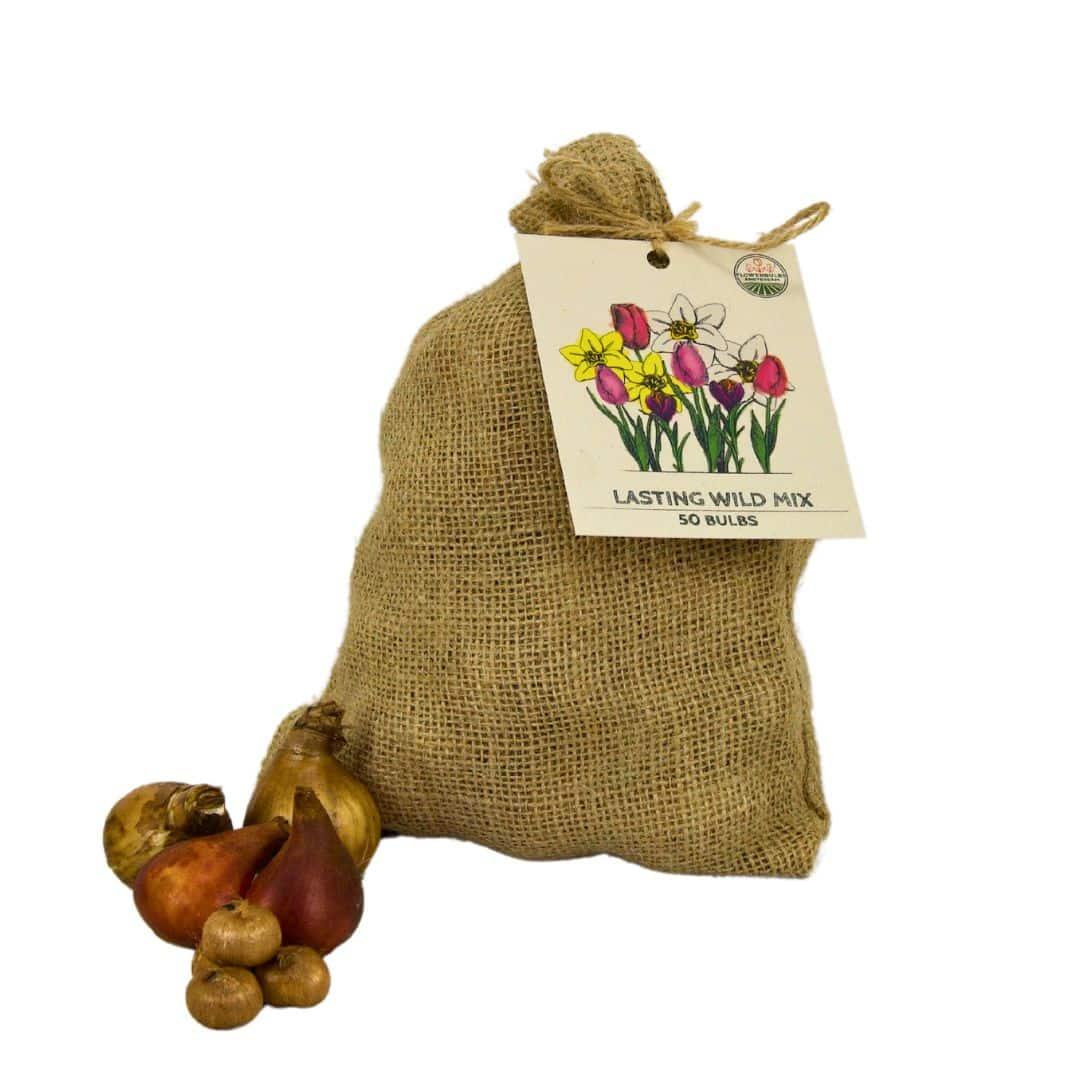 Flowerbulbs Amsterdam - Medium Lasting Wild Mix - Nachhaltige Vorteilspackung, 50 Blumenzwiebeln f�r 1 m� Blumenpracht